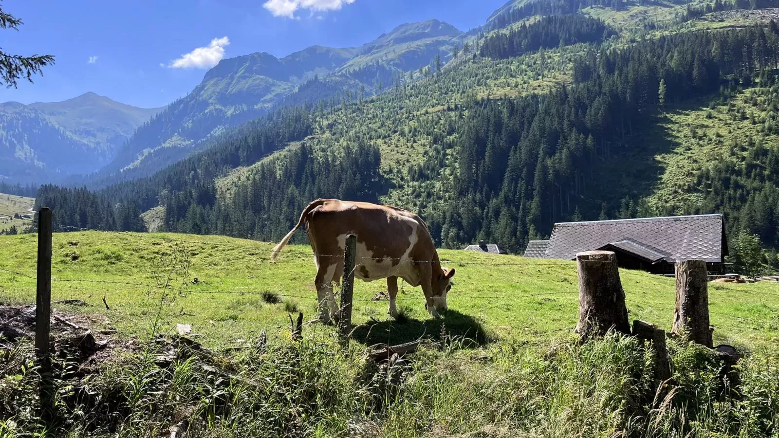 Ahorn Mountainlodge-Areas summer 5km