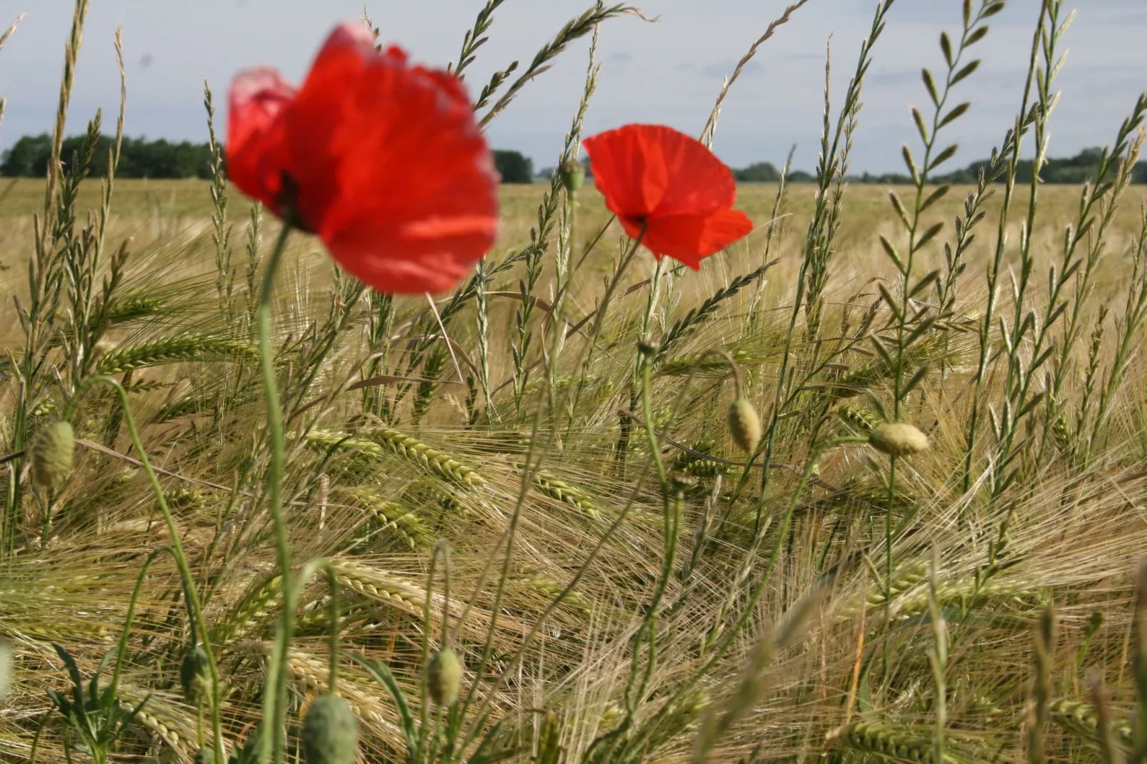 Schwalbenring nahe Karls Erdbeerhof-Areas summer 5km