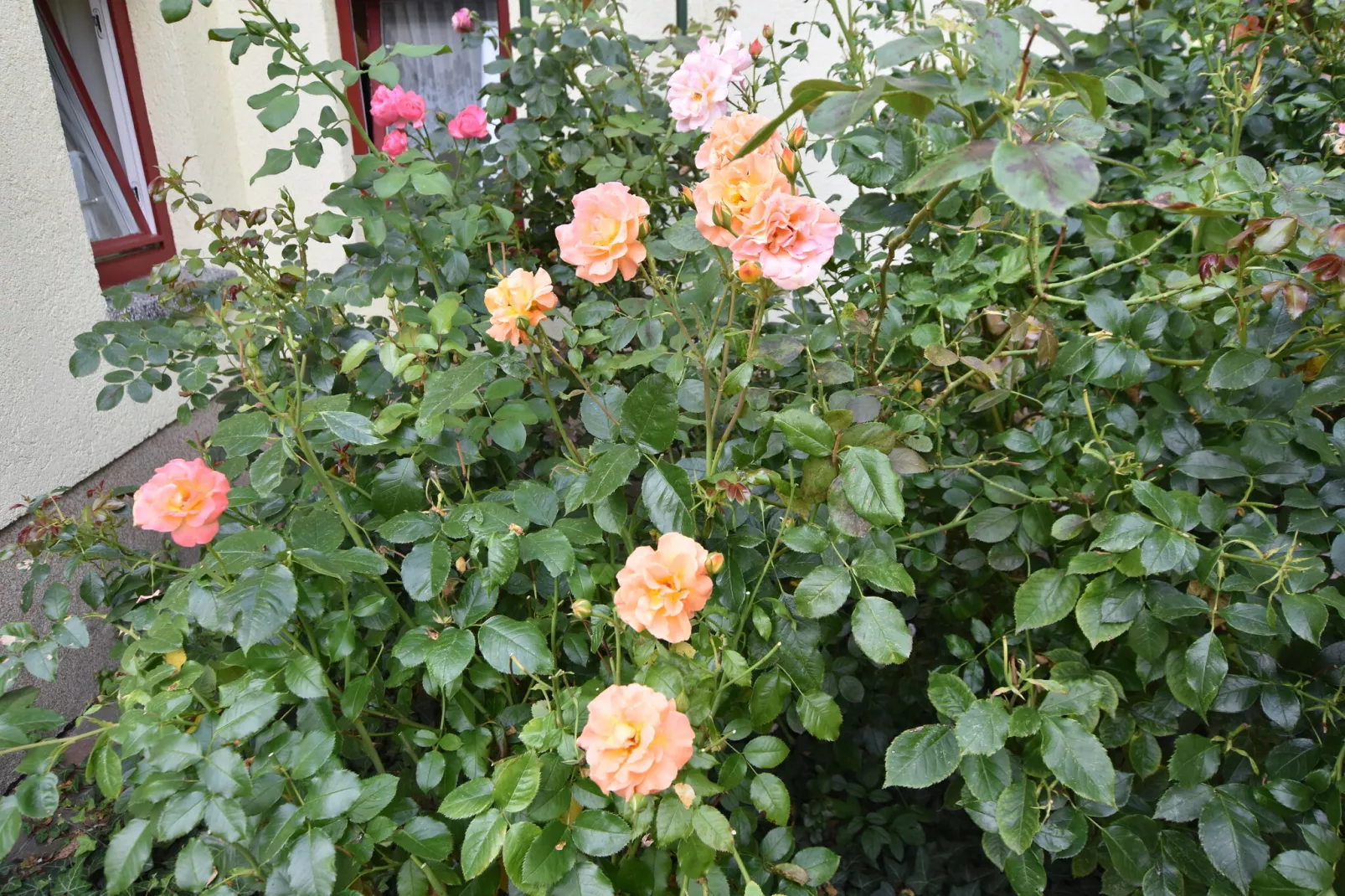 Sonnenblume-View summer