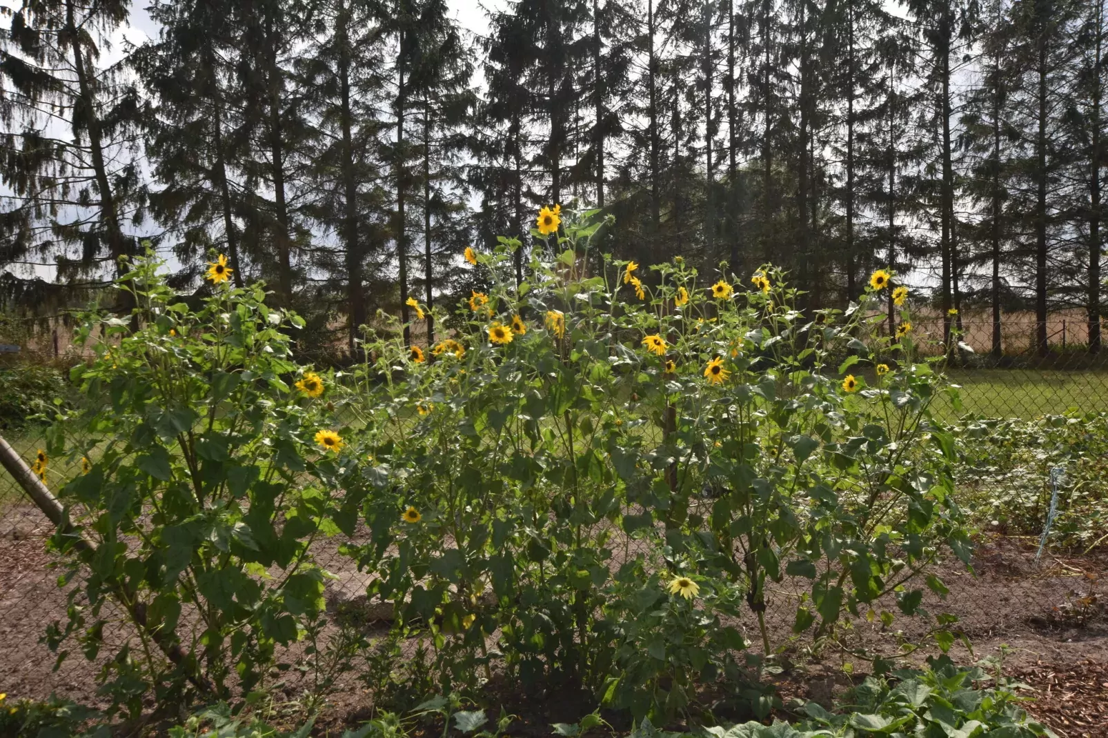 Sonnenblume-Areas summer 1km