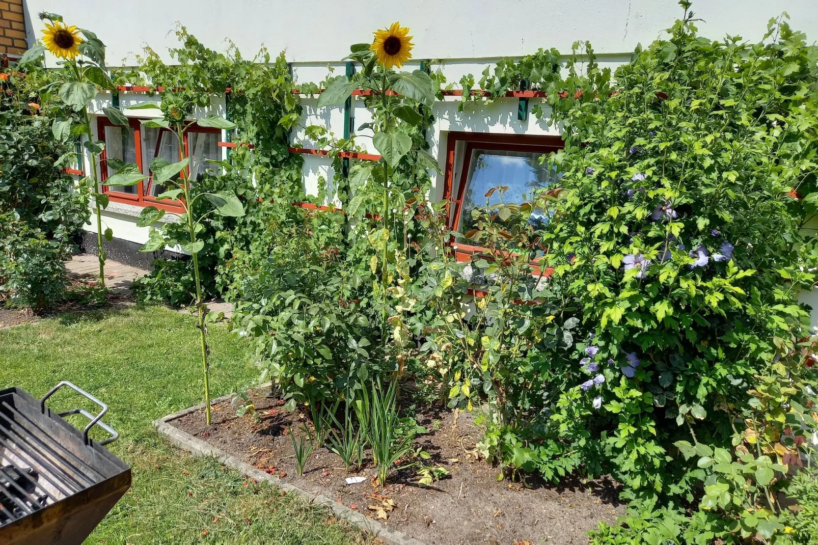 Sonnenblume-Exterior summer
