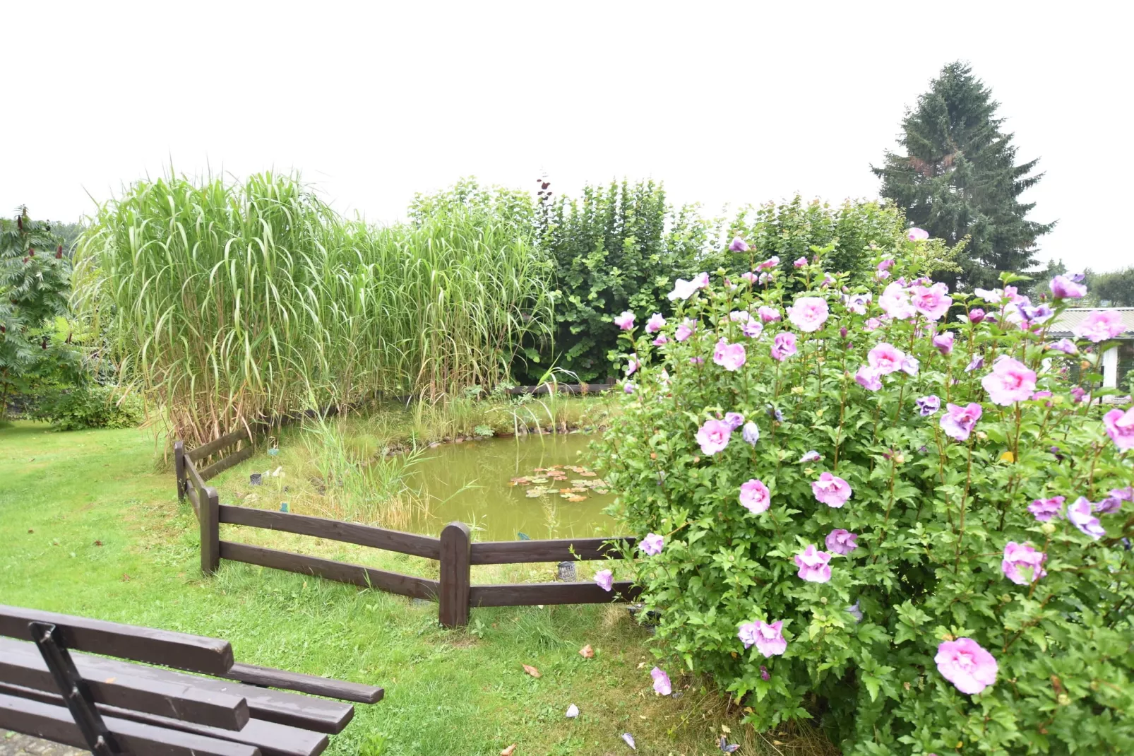 Gartenteich-Gardens summer