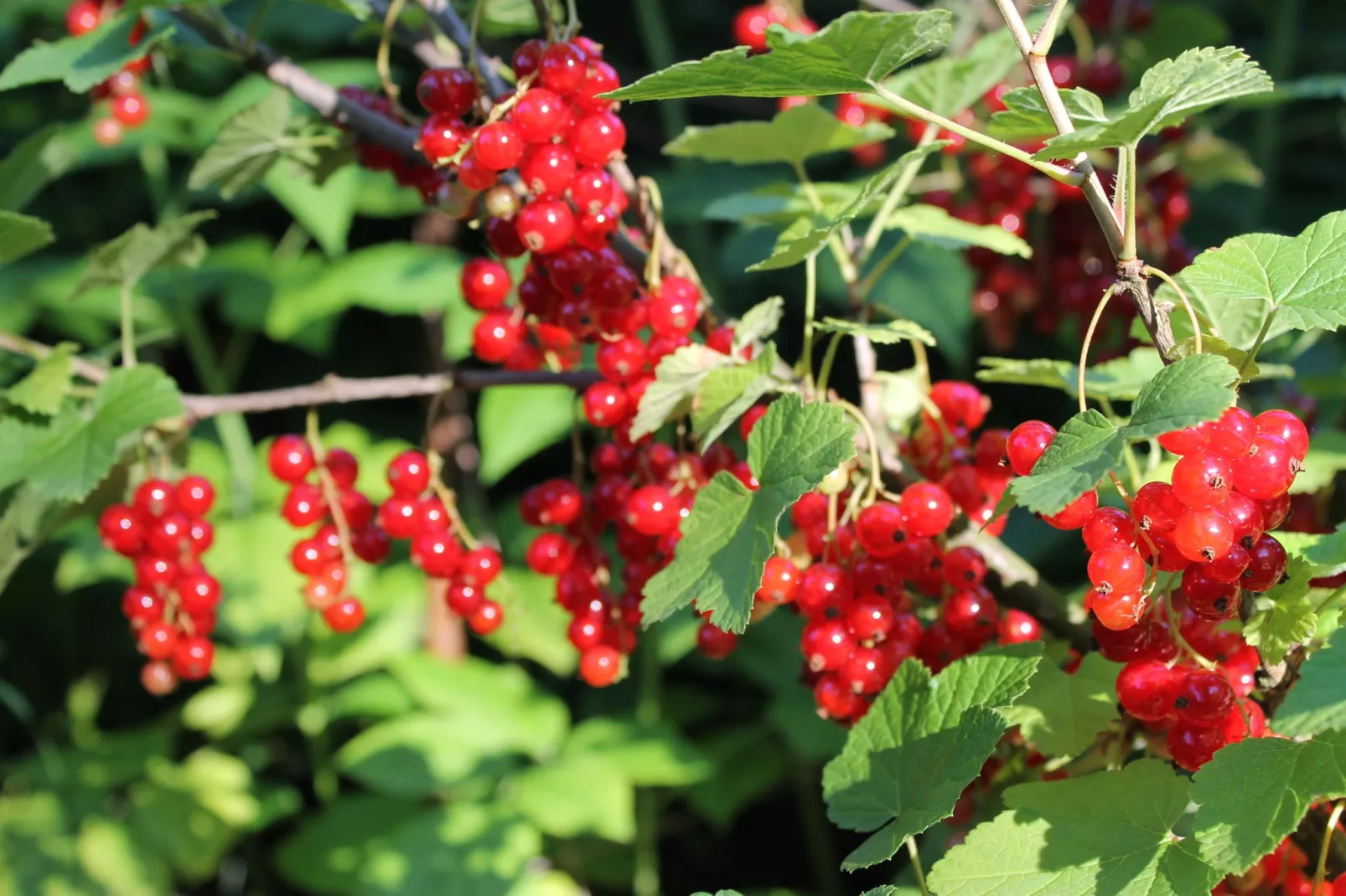 Gartenteich-Gardens summer