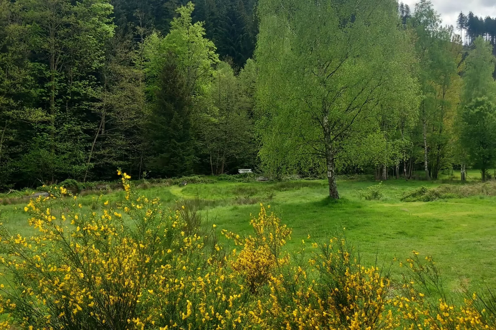 Ferienhaus mit eigener Bar am Bach in Saint Quirin-Areas summer 1km