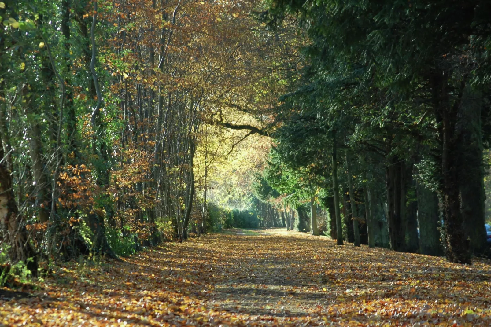 Cheviot-Areas summer 5km