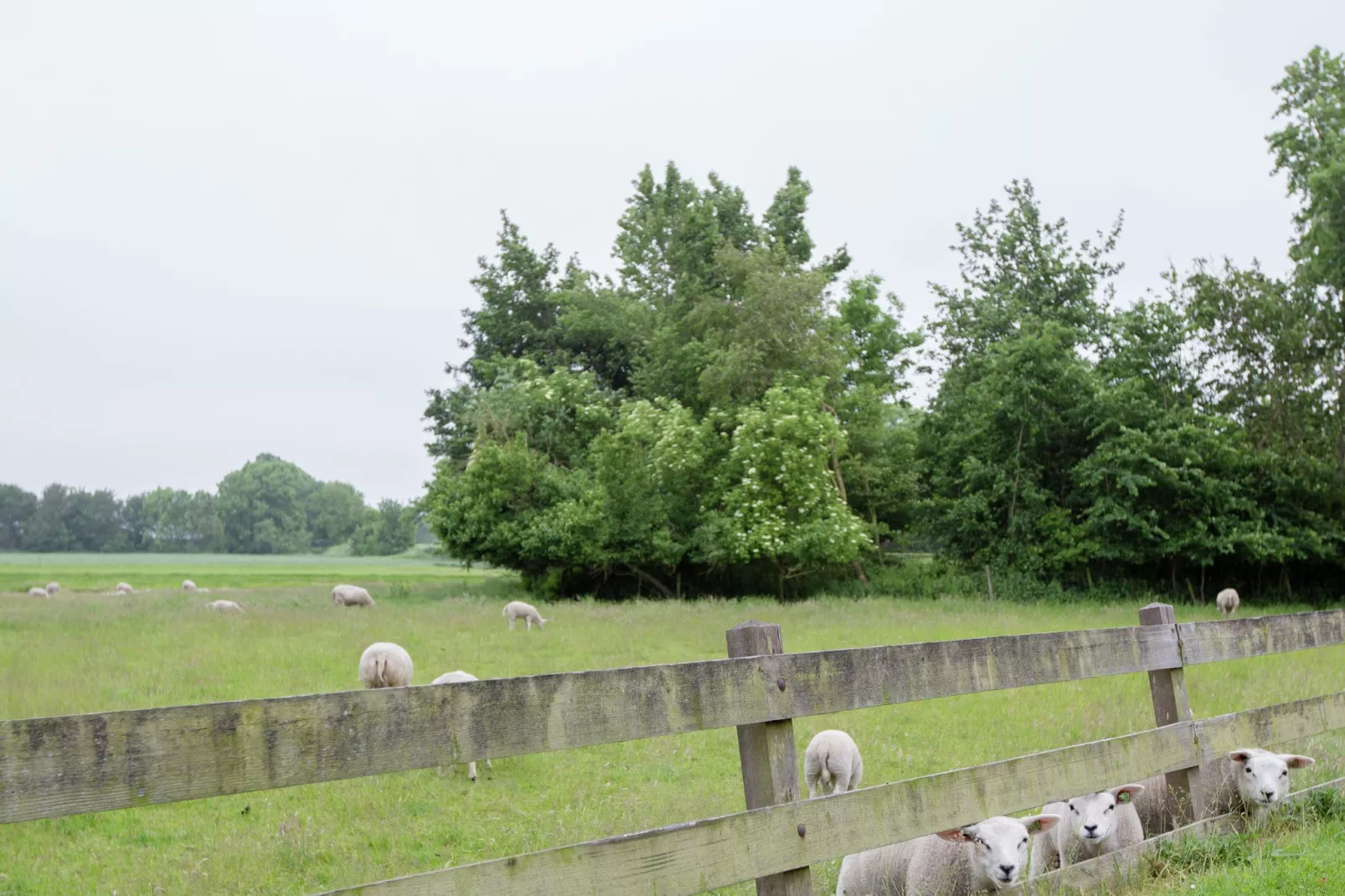 De Goudsbloem-View summer