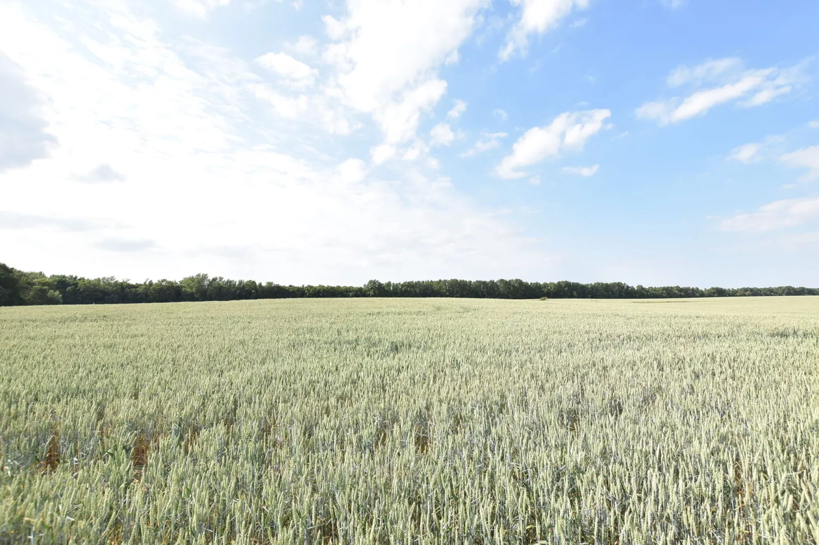 Koppelblick & Heidenholz XXL-Gebiete Sommer 1 km