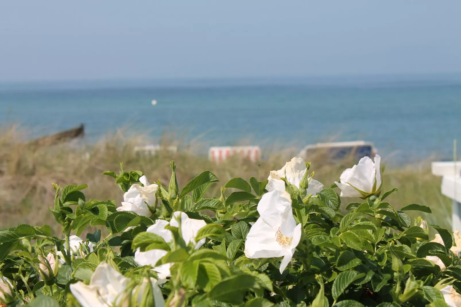 Koppelblick & Heidenholz XXL-Gebiete Sommer 20 km