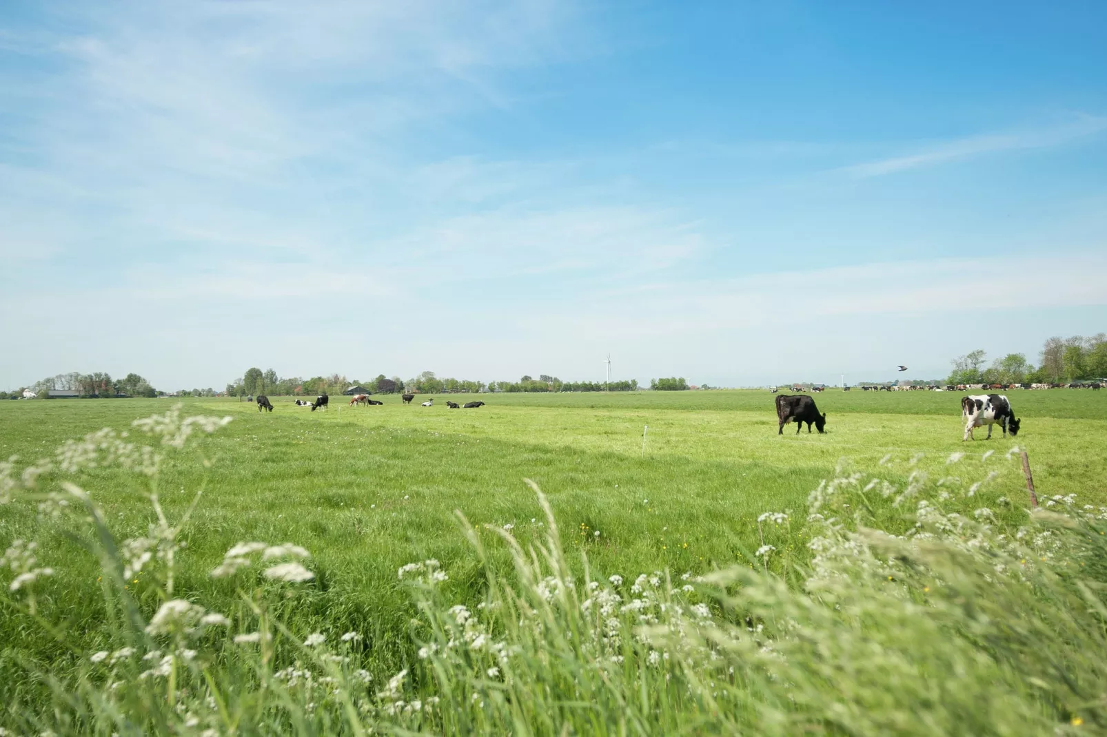 Pronkkeamer Skrins-Areas summer 1km