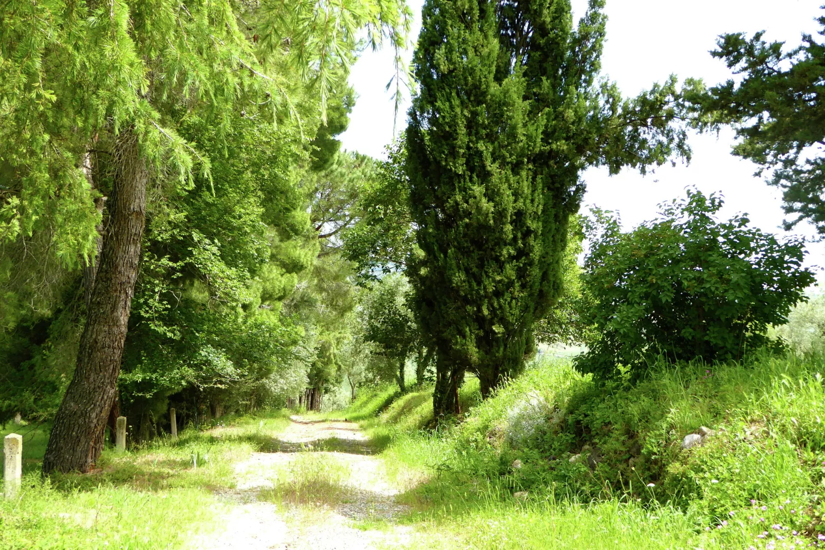 Cardellino-Gardens summer