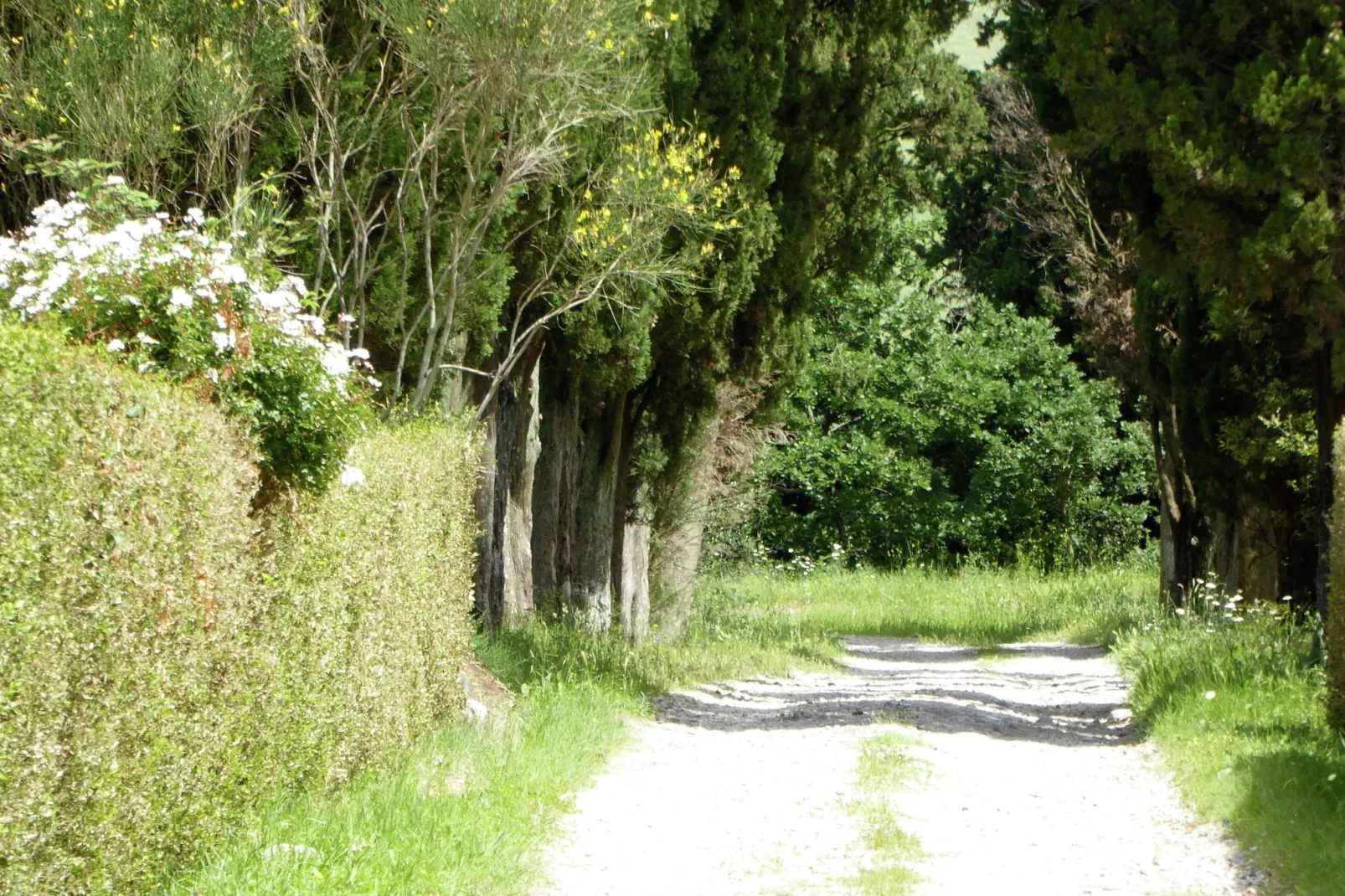 Cardellino-Gardens summer
