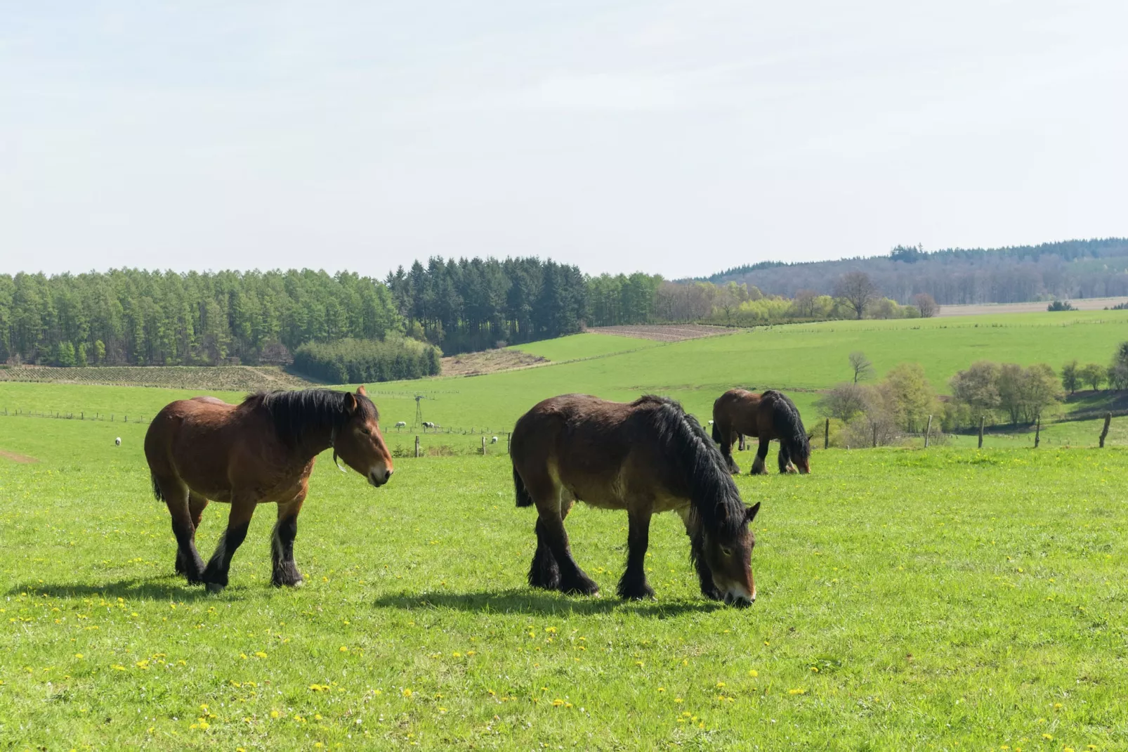 La Ferme Tirou-Gebiete Sommer 1 km