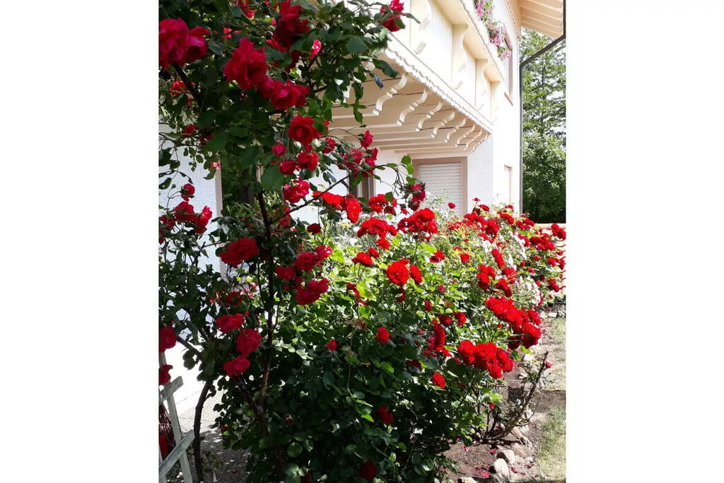 7603-Gardens summer