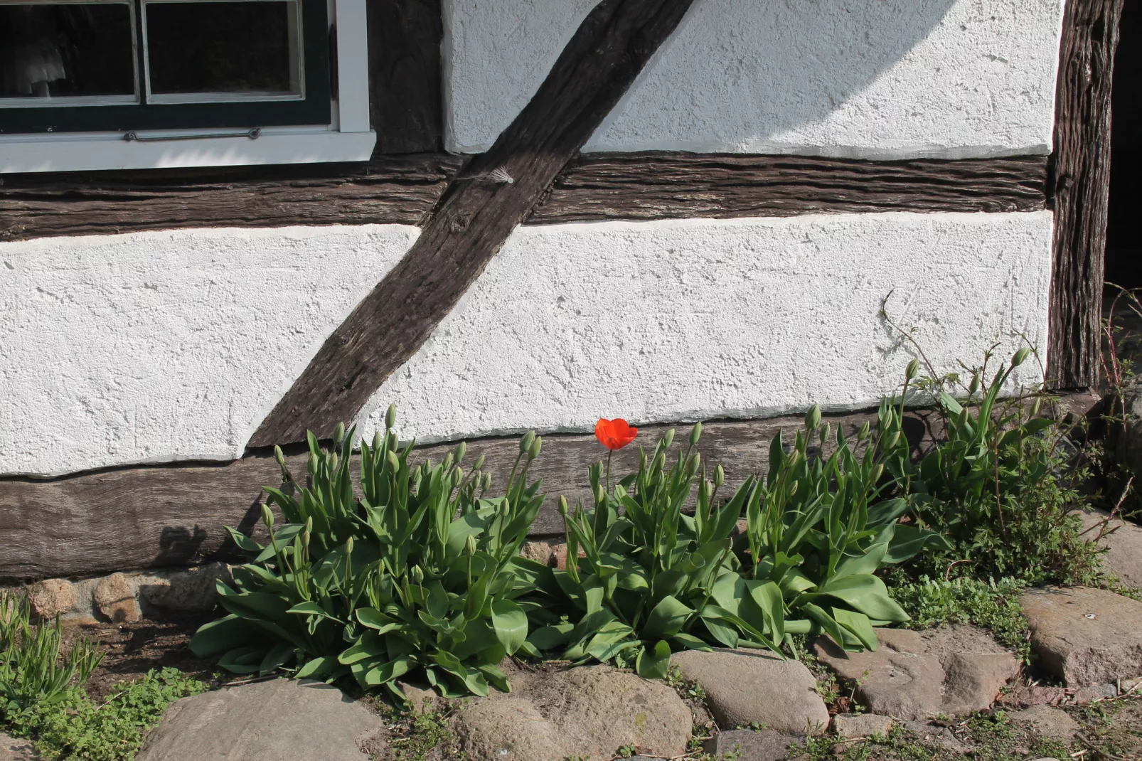 Reetdach 4 Linden-View summer