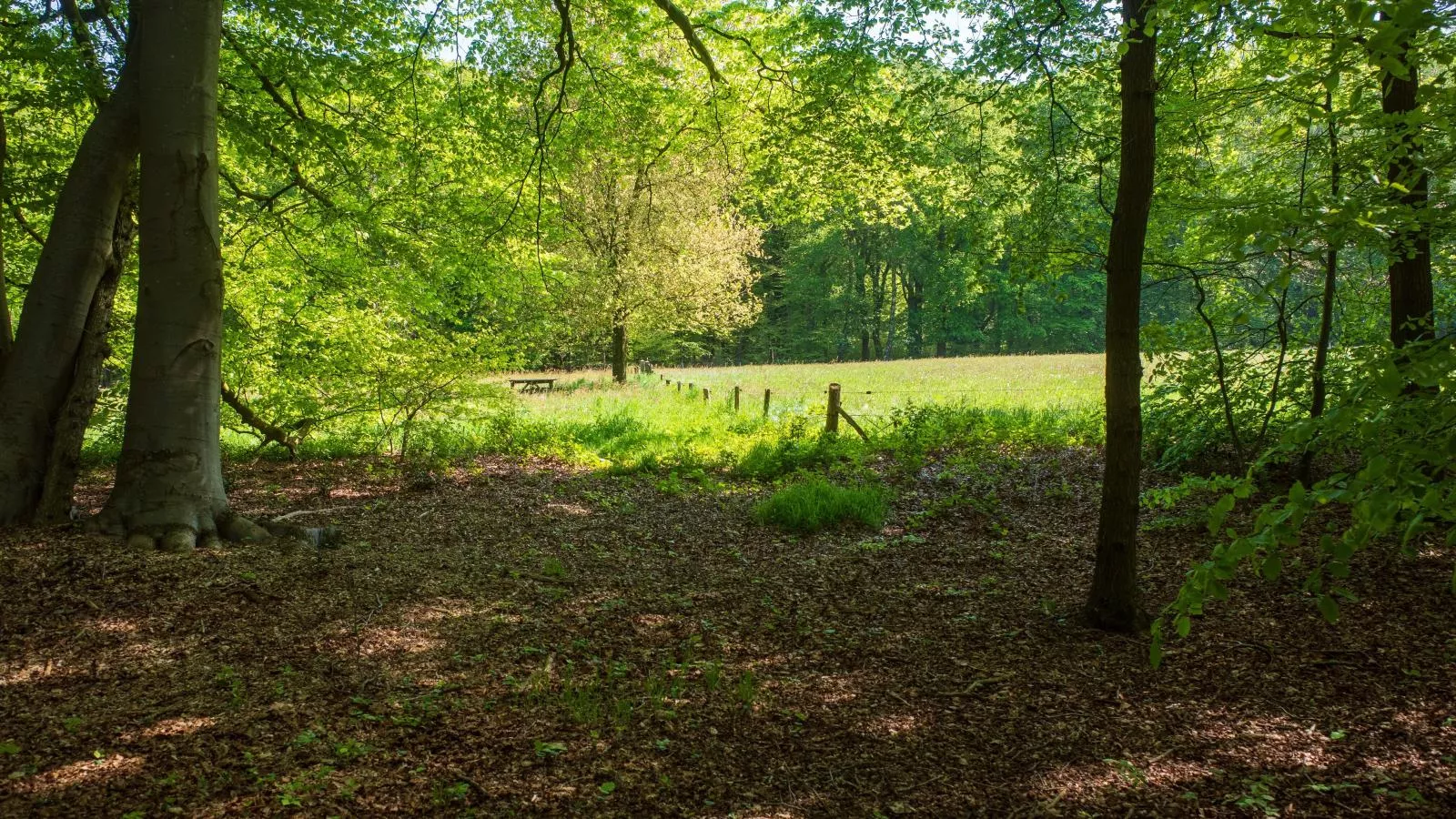 De Fazant-Areas summer 5km