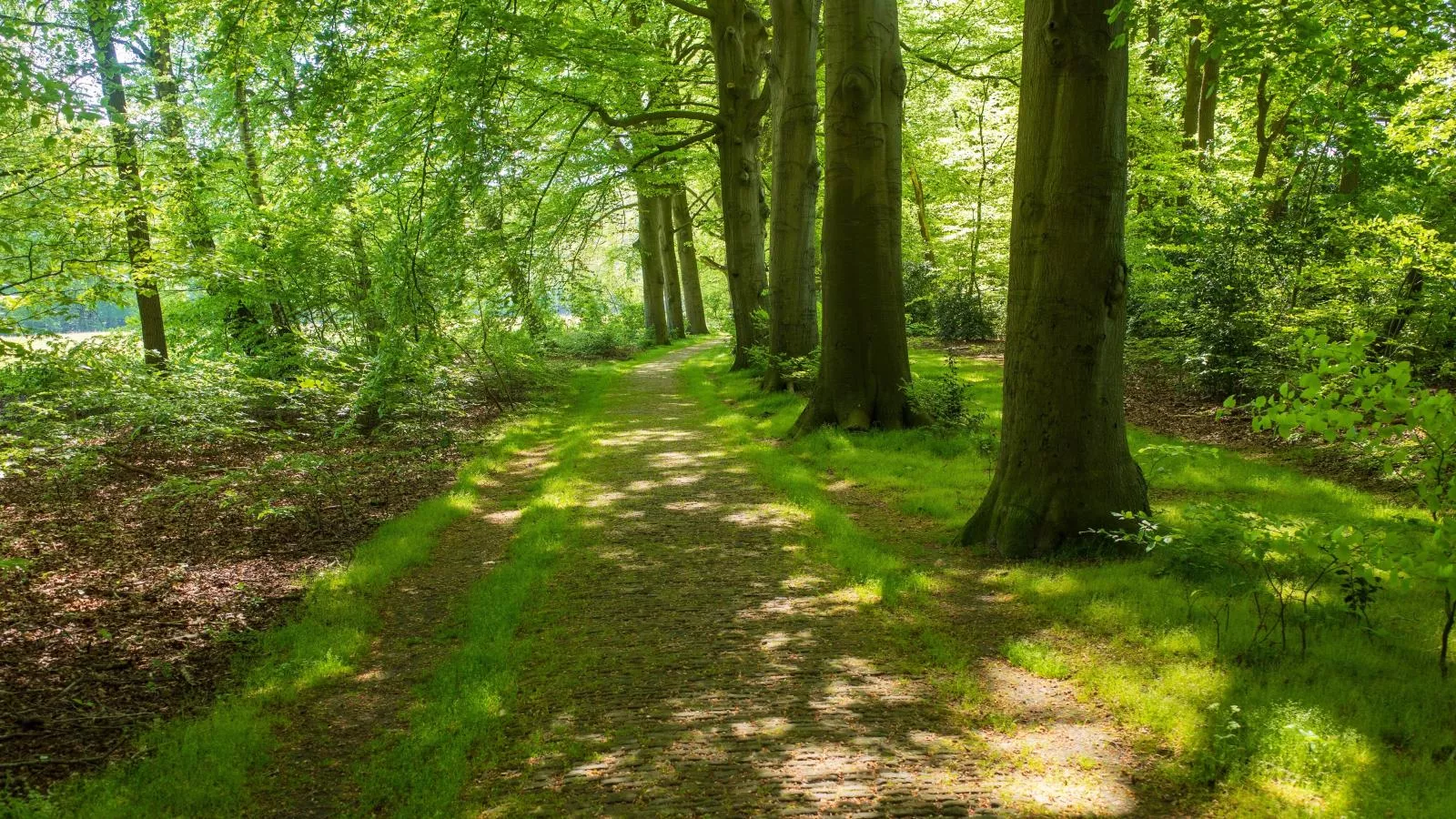 De Fazant-Areas summer 5km