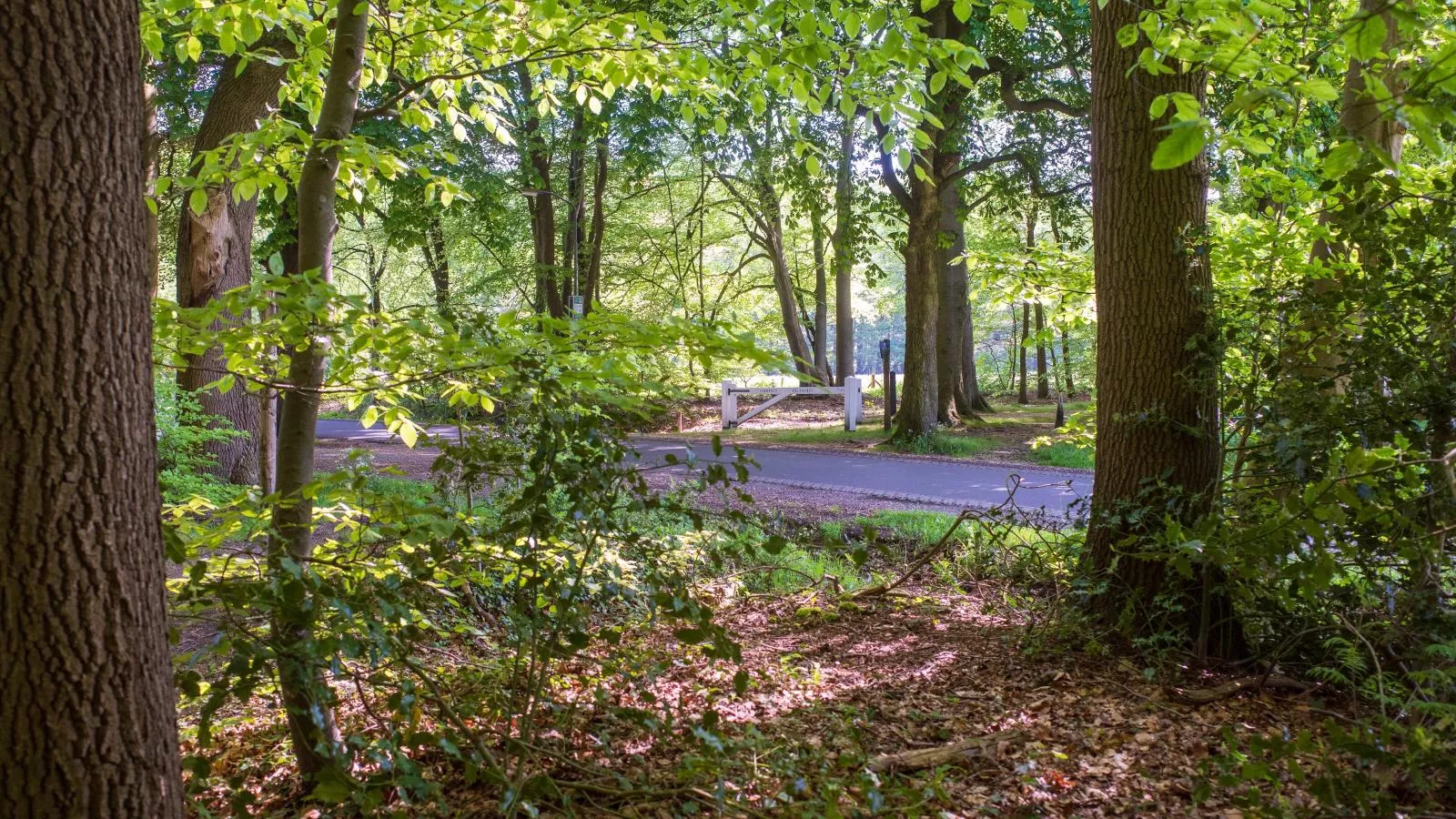 De Fazant-Areas summer 1km