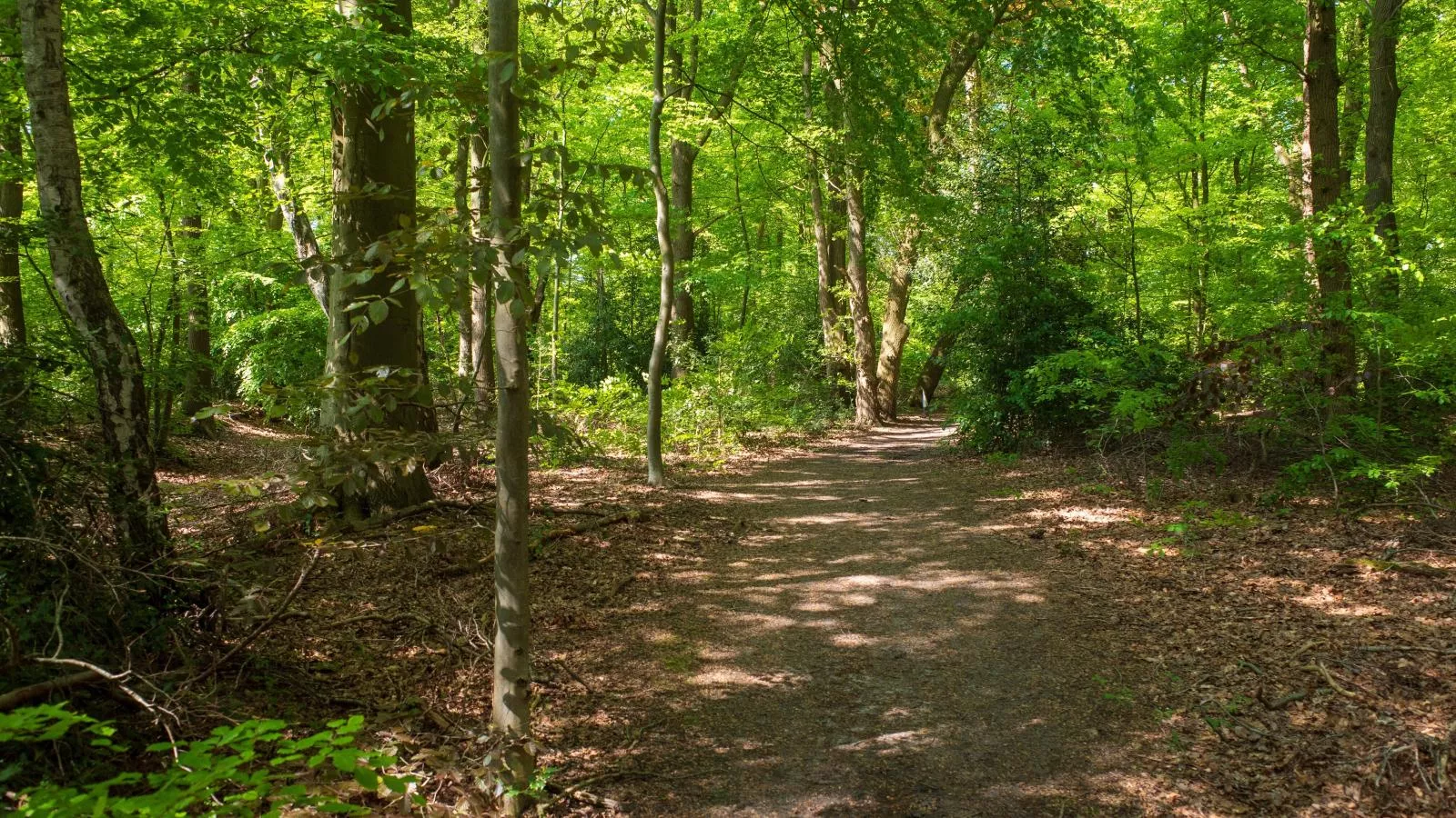 De Fazant-Areas summer 5km