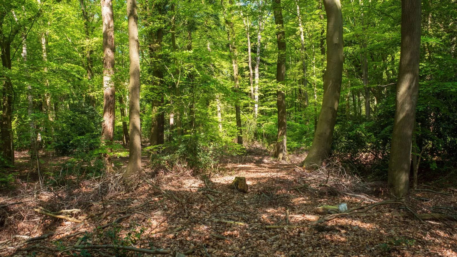 De Fazant-Areas summer 5km