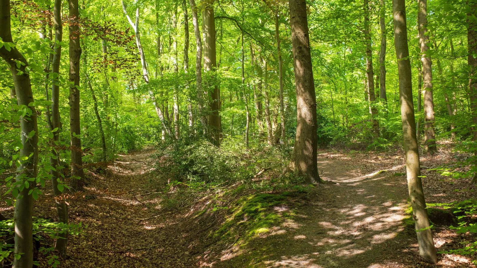De Fazant-Areas summer 1km