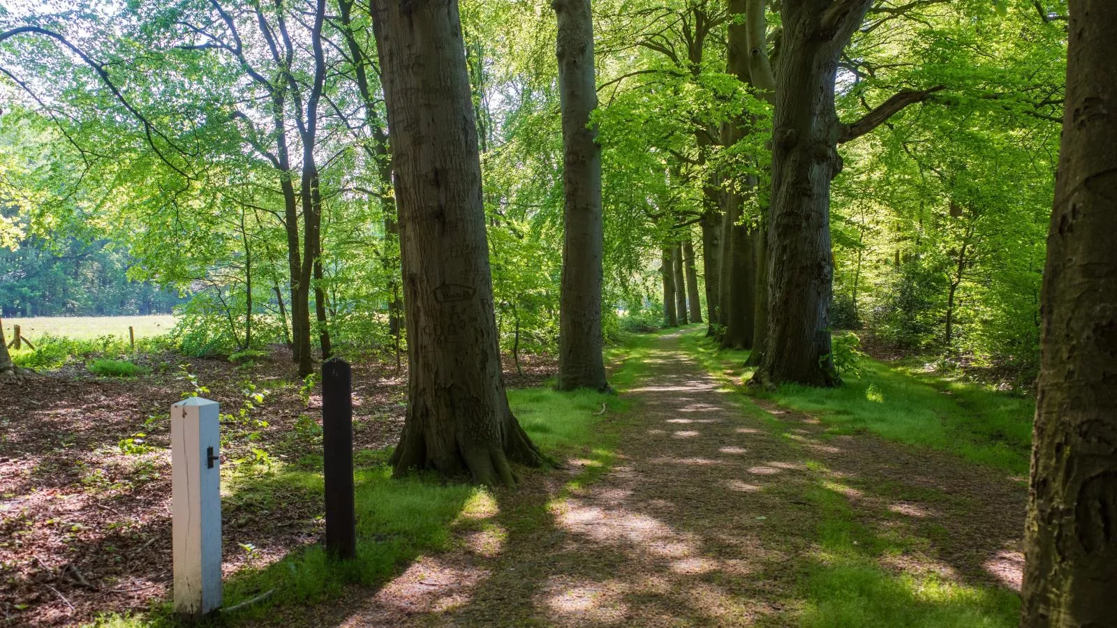 De Fazant-Areas summer 1km