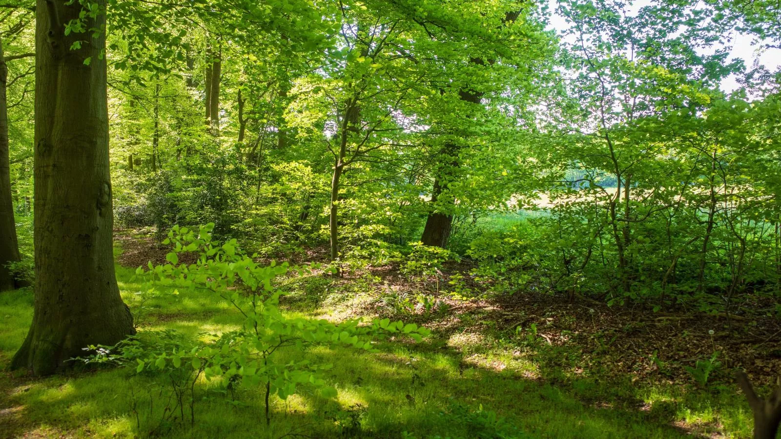 De Fazant-Areas summer 1km