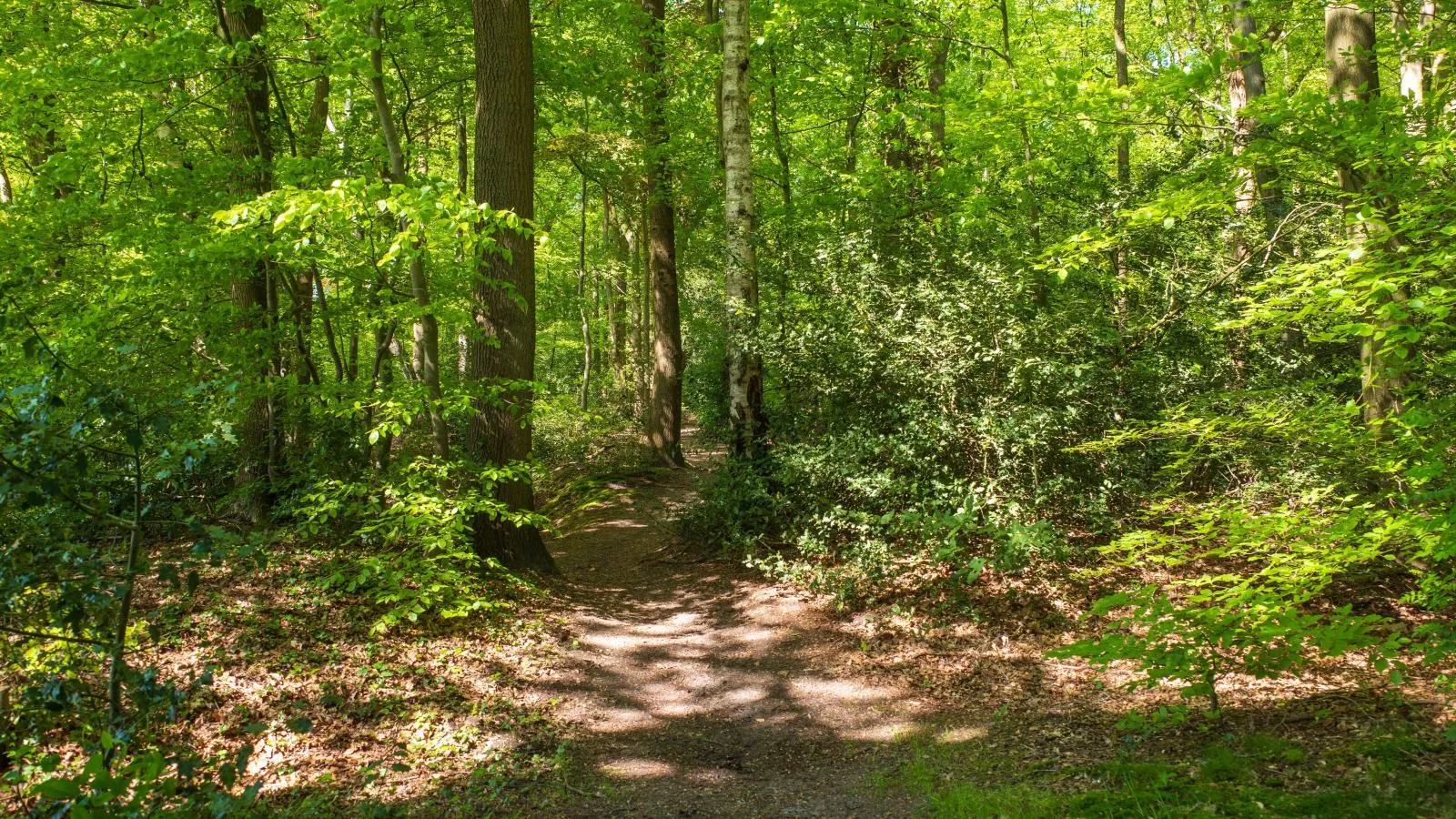 De Fazant-Areas summer 1km