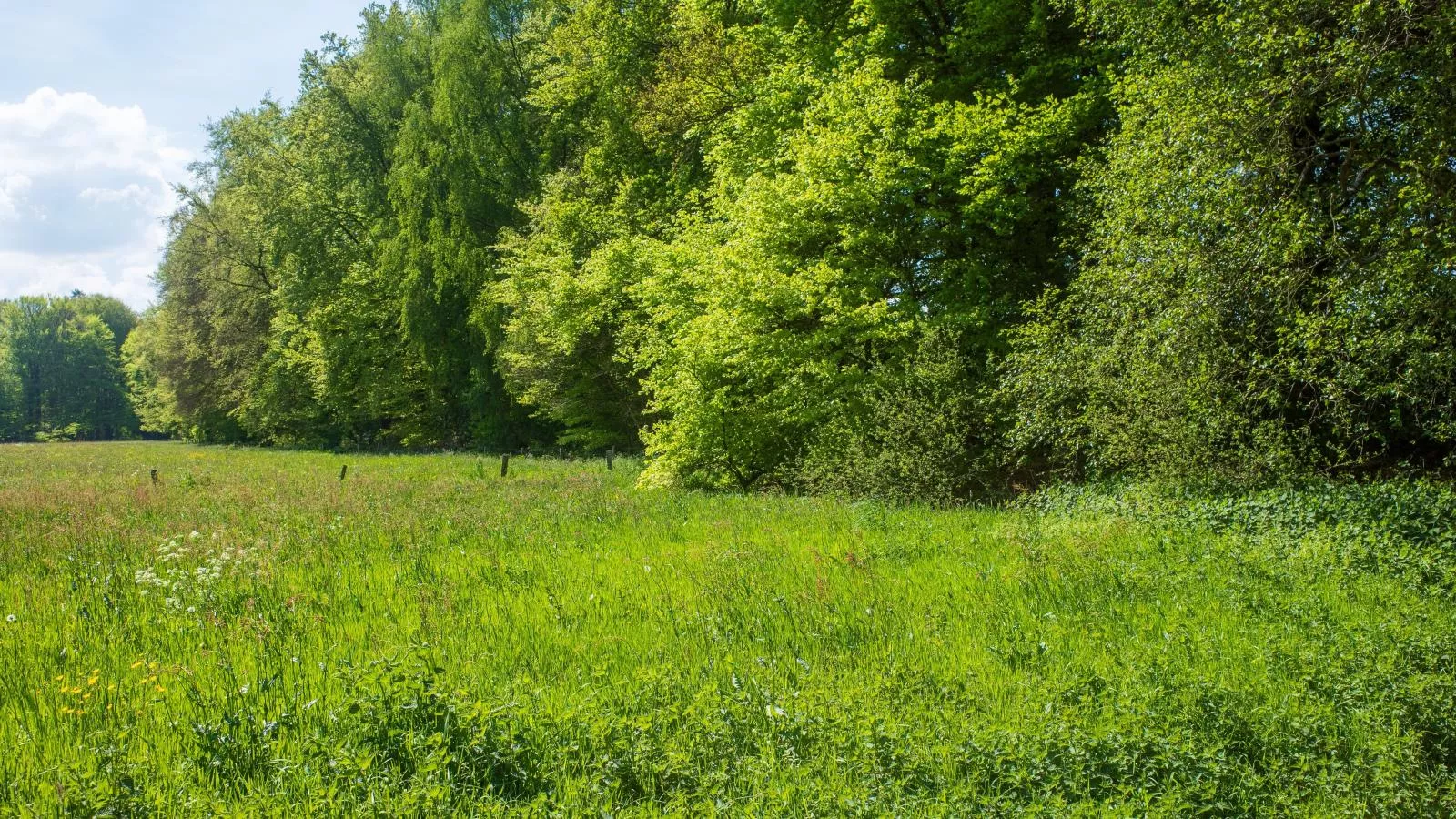 Merel-Areas summer 1km