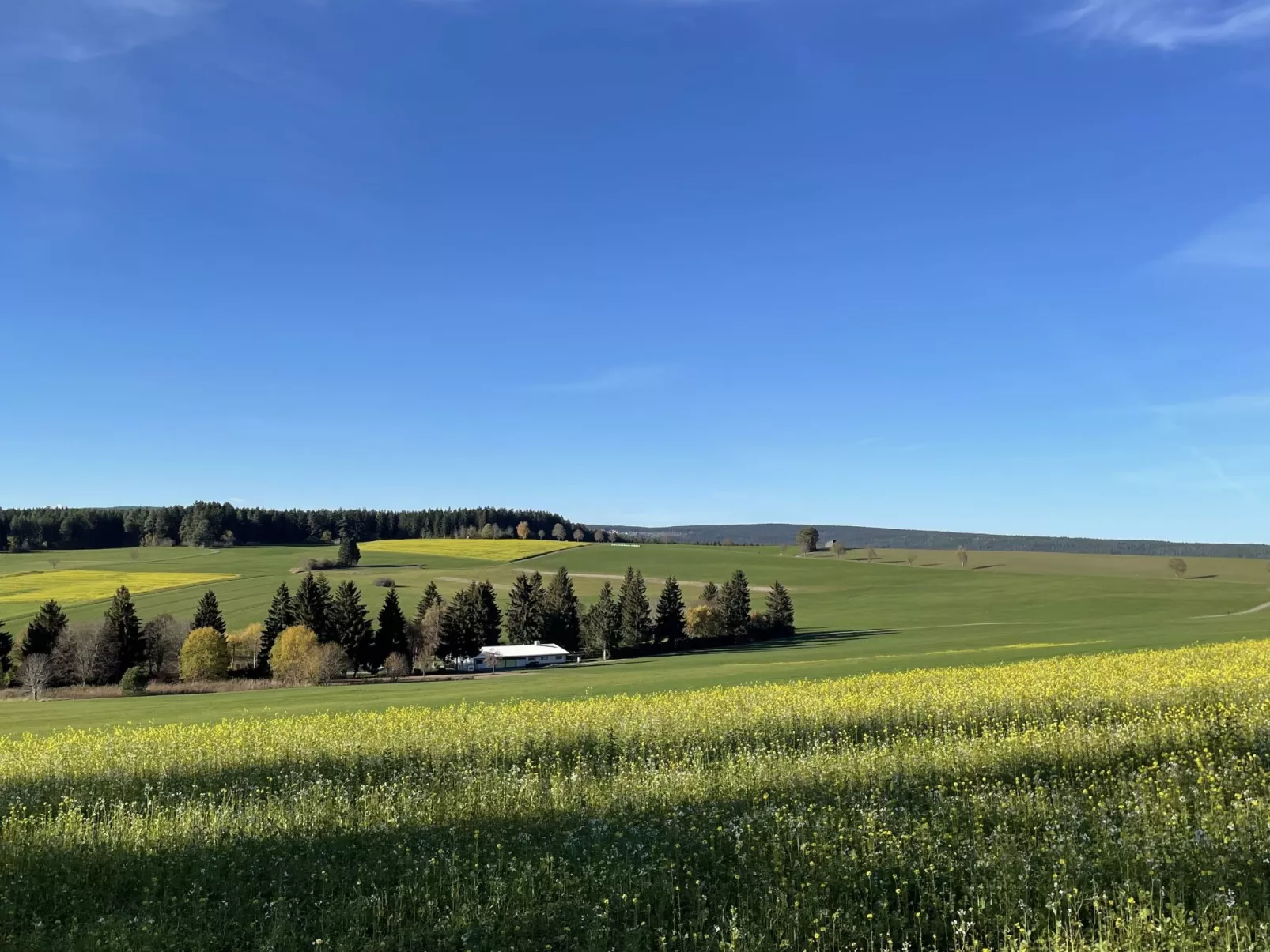 Löwenzahn (F 95)-Area
