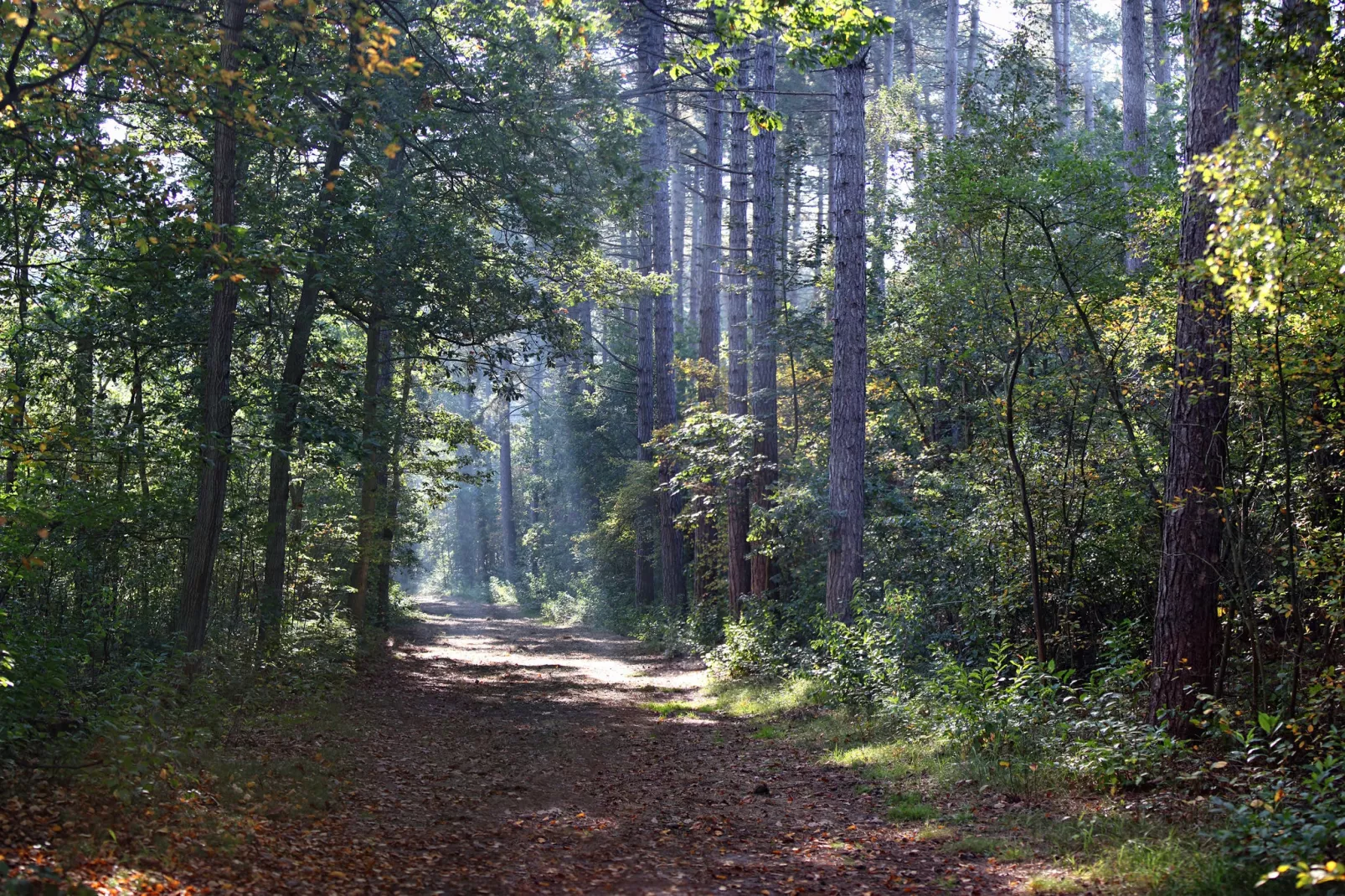 Villa  Hoogelandt 10-Areas summer 5km