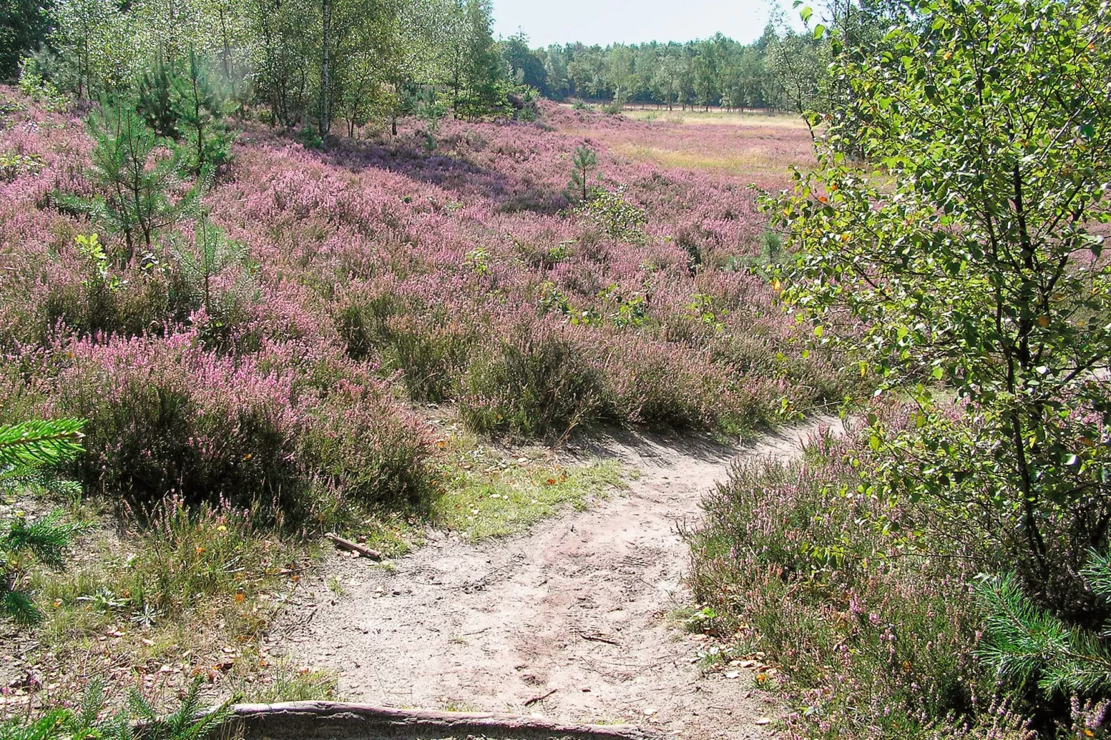 Het Drentse Wold 5-Areas summer 5km
