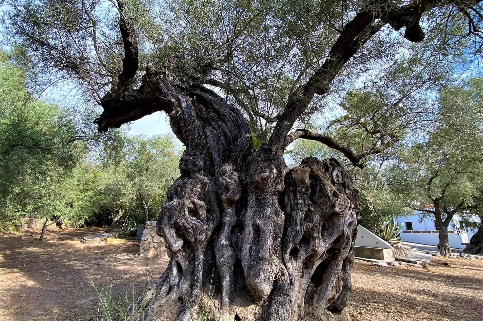 Cortijo de Santa Cruz-Jardin d'été