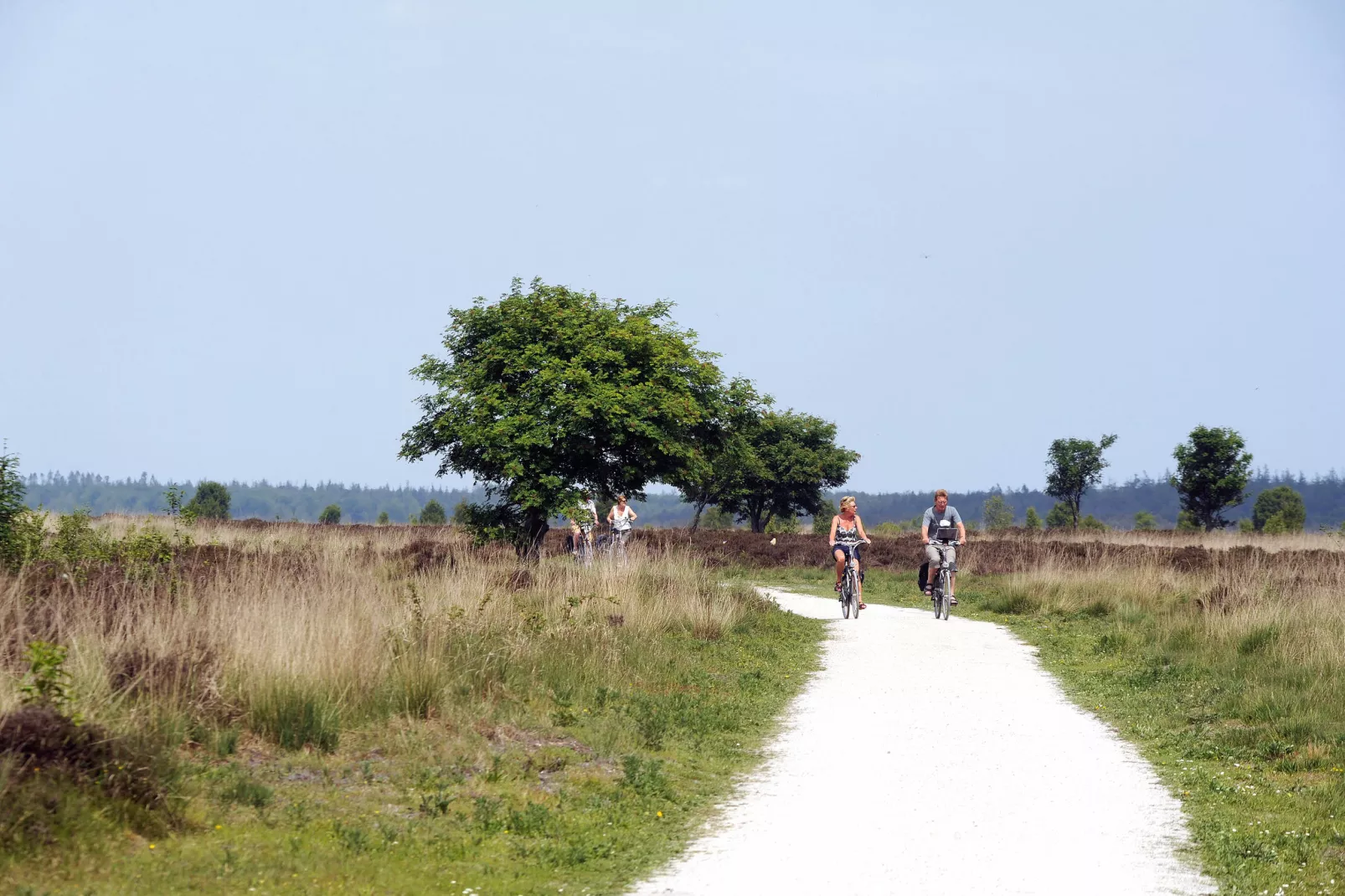 Het Drentse Wold 5-Areas summer 5km