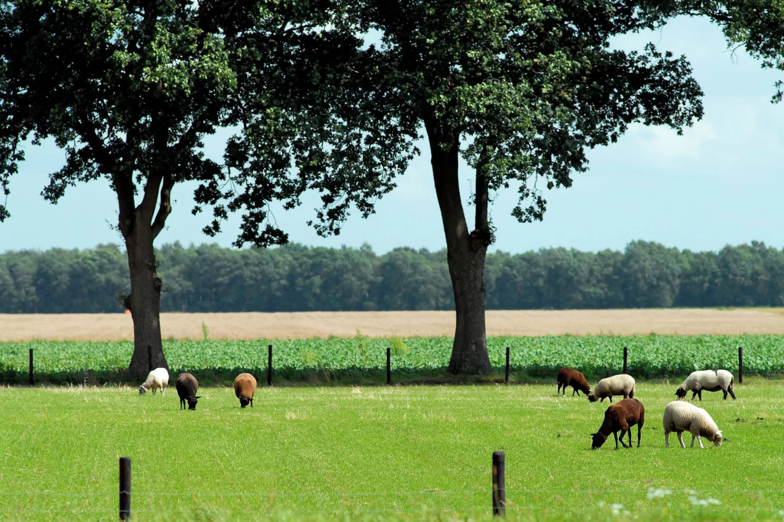 Het Drentse Wold 5-Areas summer 20km