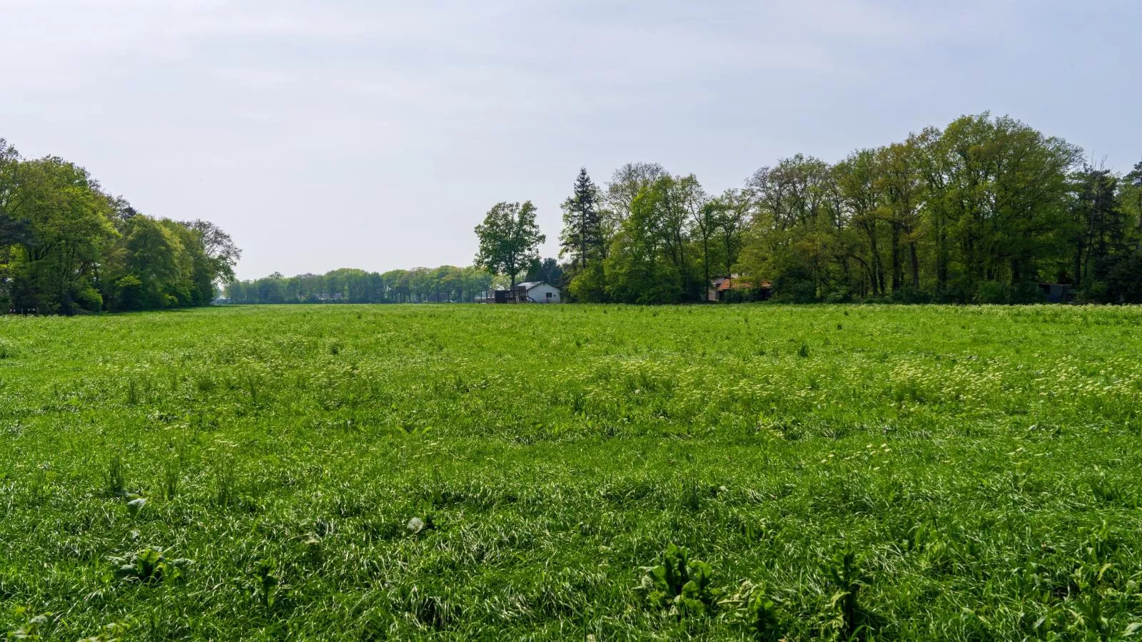 Achter de Vijf Linden-Areas summer 1km