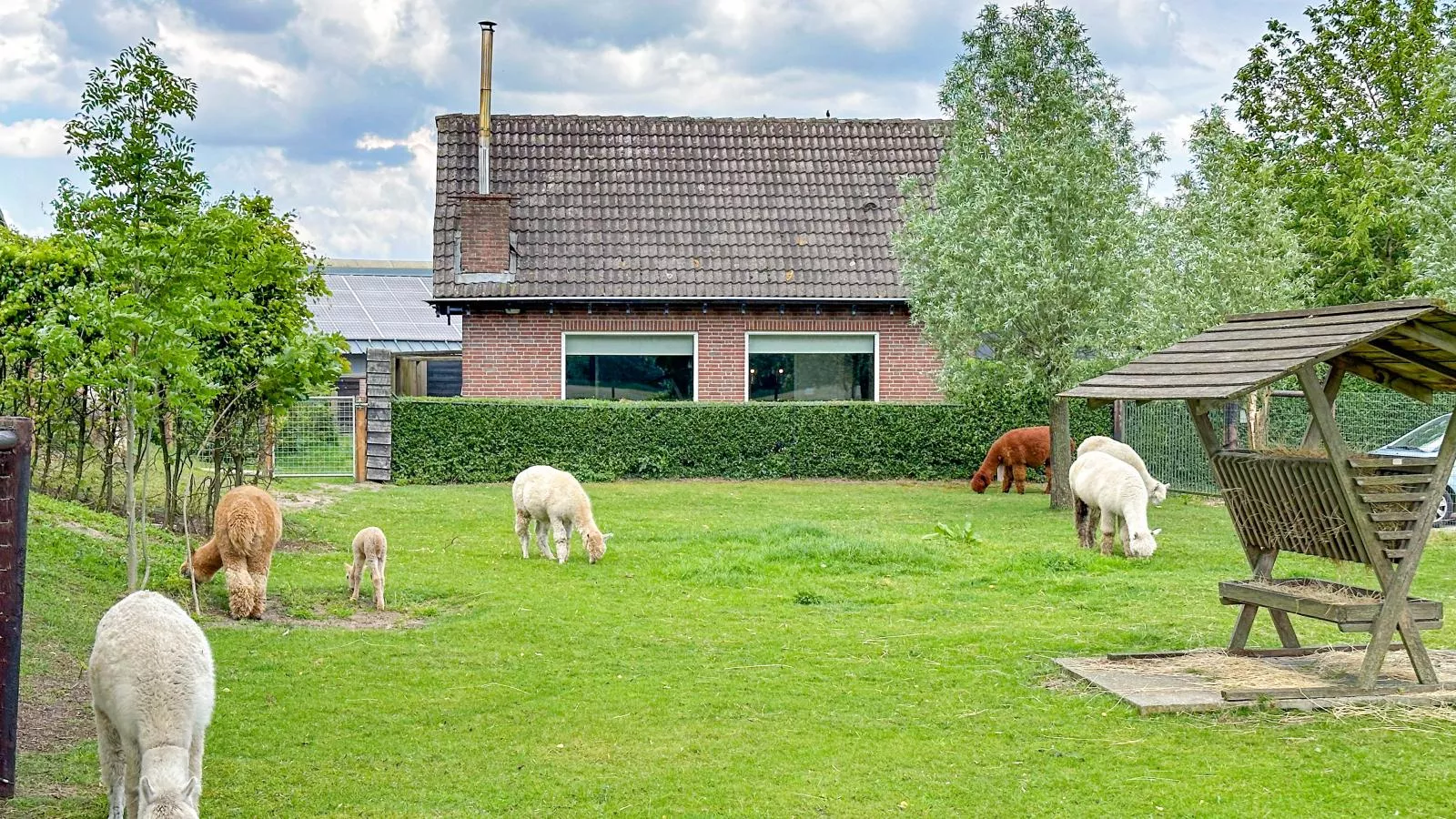 Alpacafarm Vorstenbosch-Exterior summer