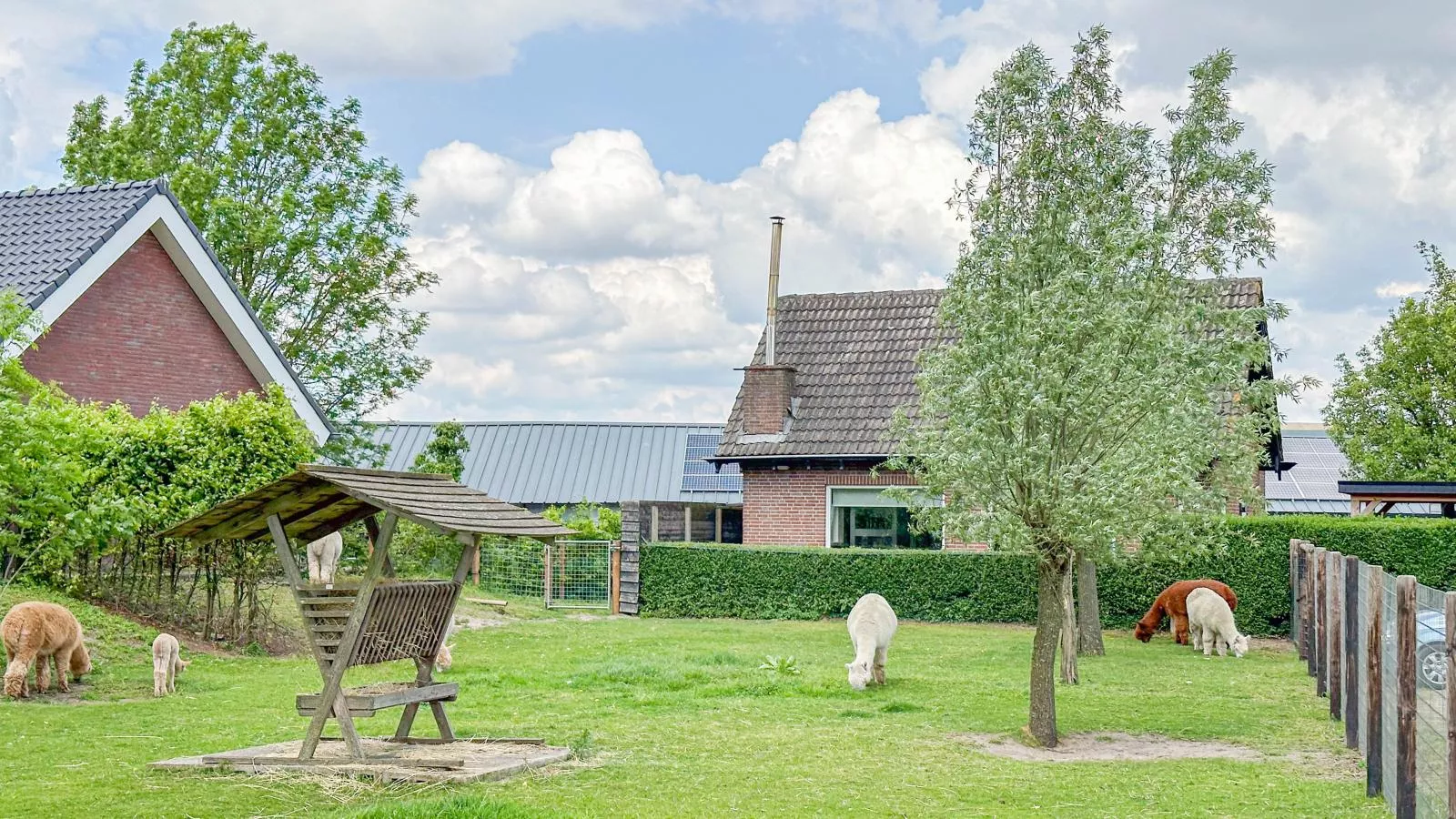 Alpacafarm Vorstenbosch-Exterior summer