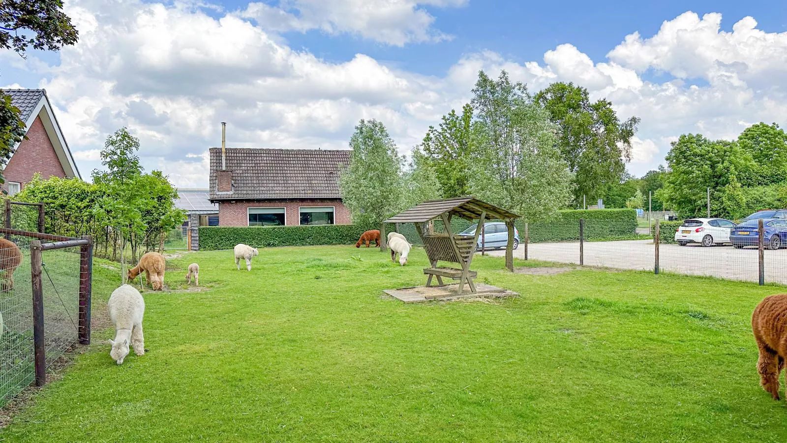 Alpacafarm Vorstenbosch-Exterior summer