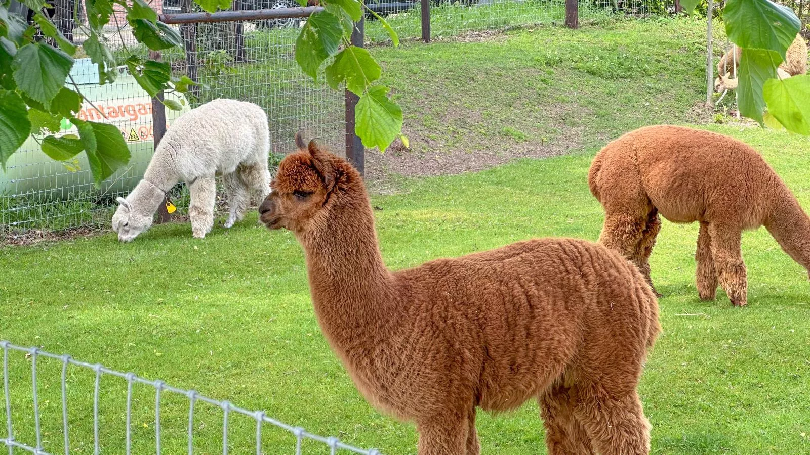 Alpacafarm Vorstenbosch-Atmosphere