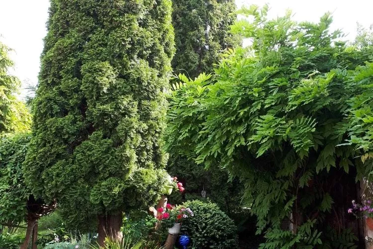 Ferienhaus Wernigerode-Gardens summer