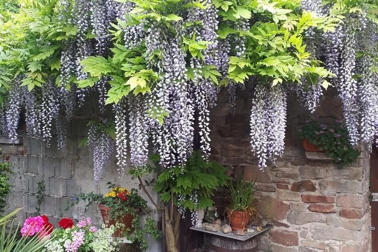 Ferienhaus Wernigerode-Gardens summer
