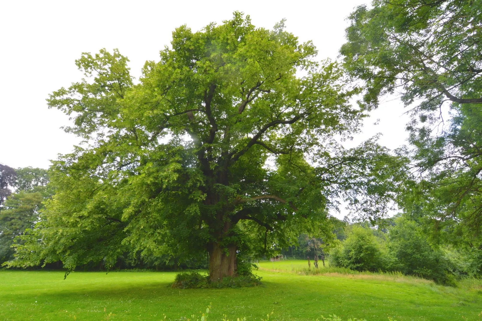 Le Vieux Tilleul du Château-Gardens summer