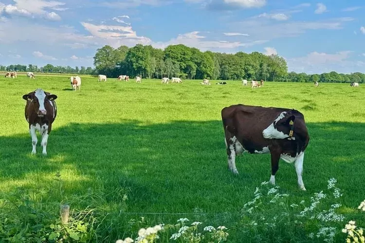De Mattelier-Areas summer 5km