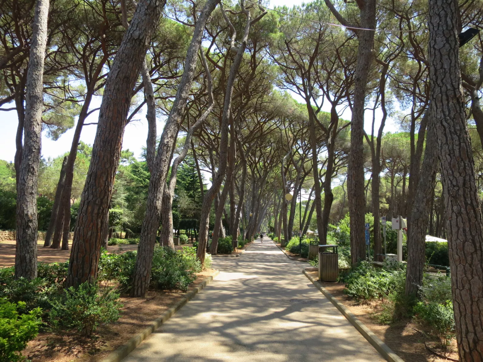 Cardo-Area