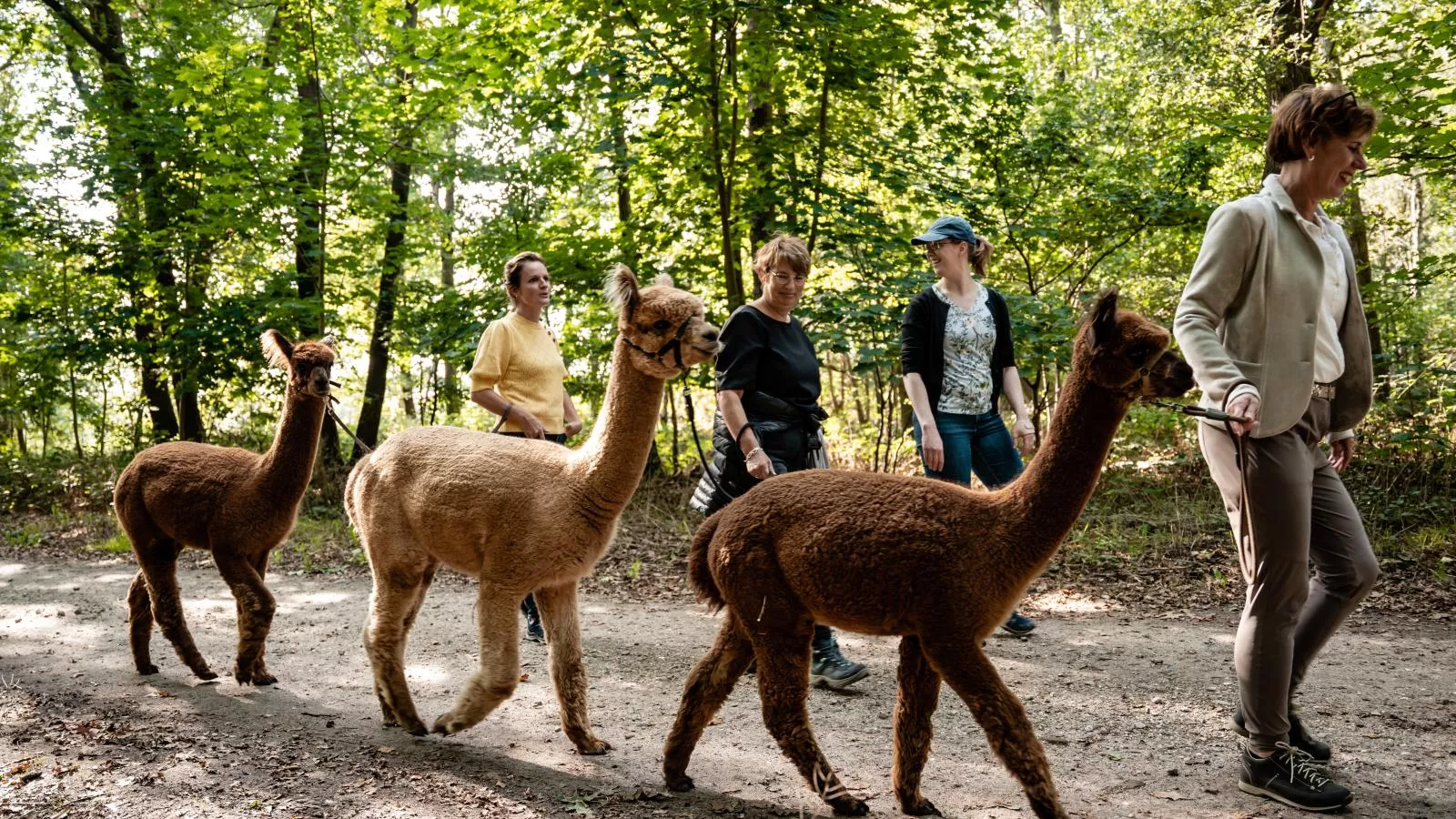 Alpacafarm Vorstenbosch-Atmosphere