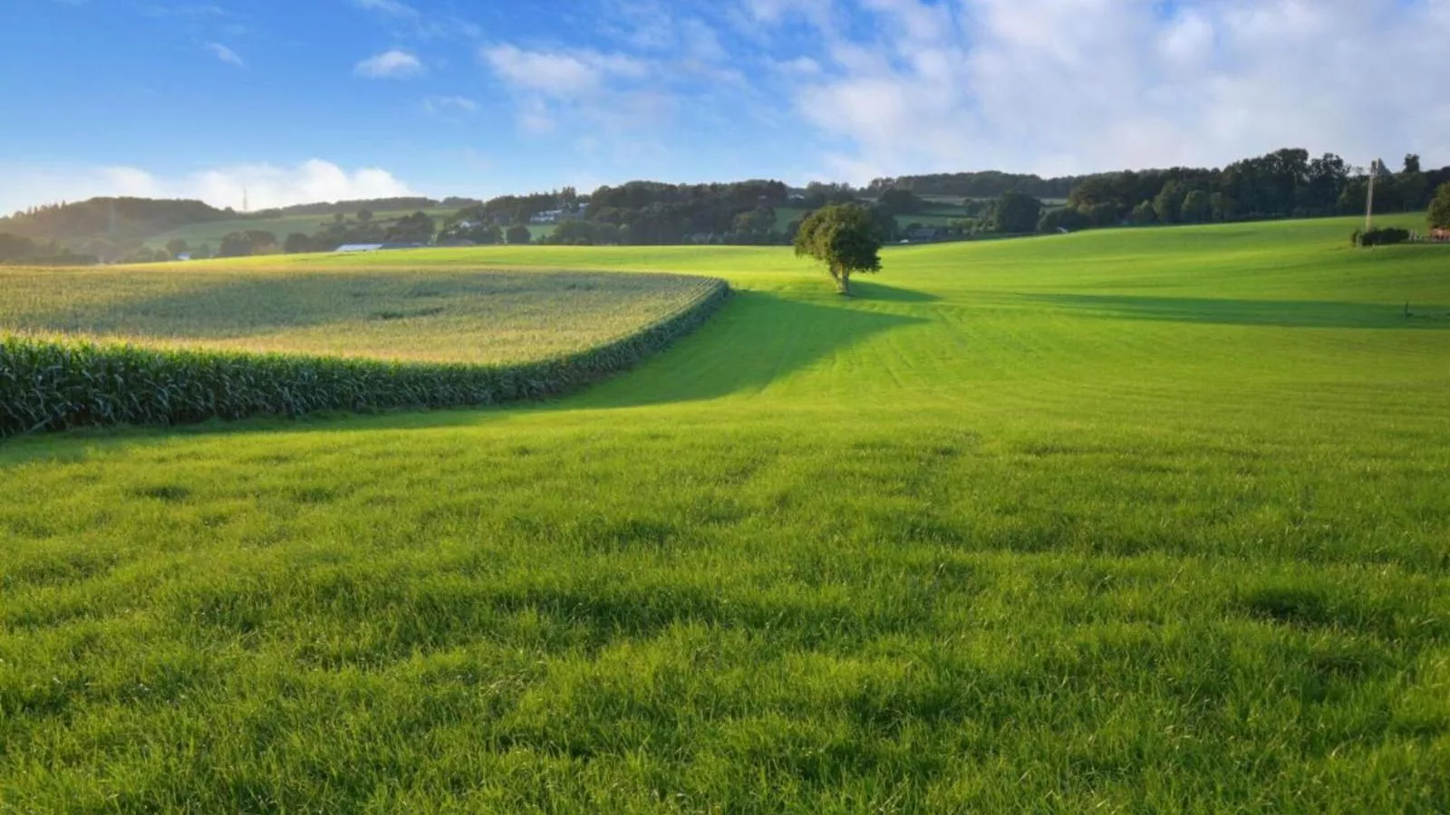 Heimerhöfkes-View summer