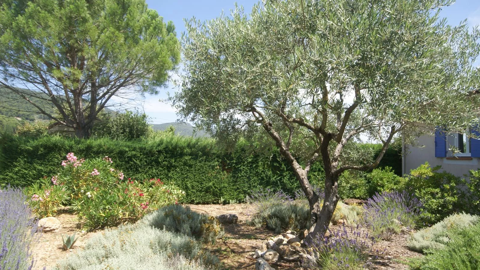 La petite truffe-Gardens summer