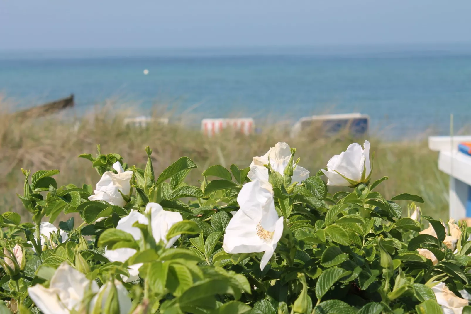 Im Grünen-Areas summer 5km