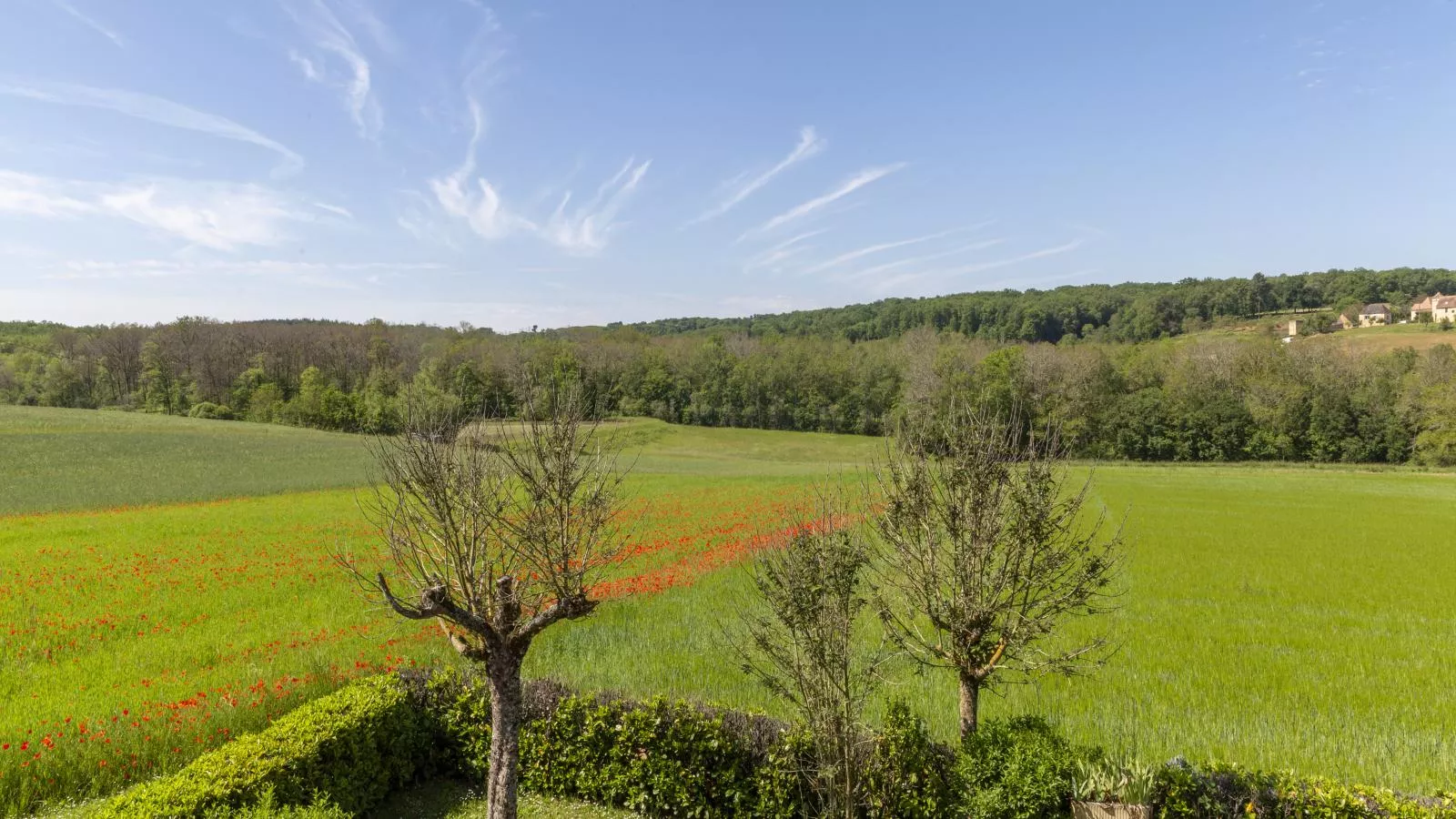 Orchidee-View summer