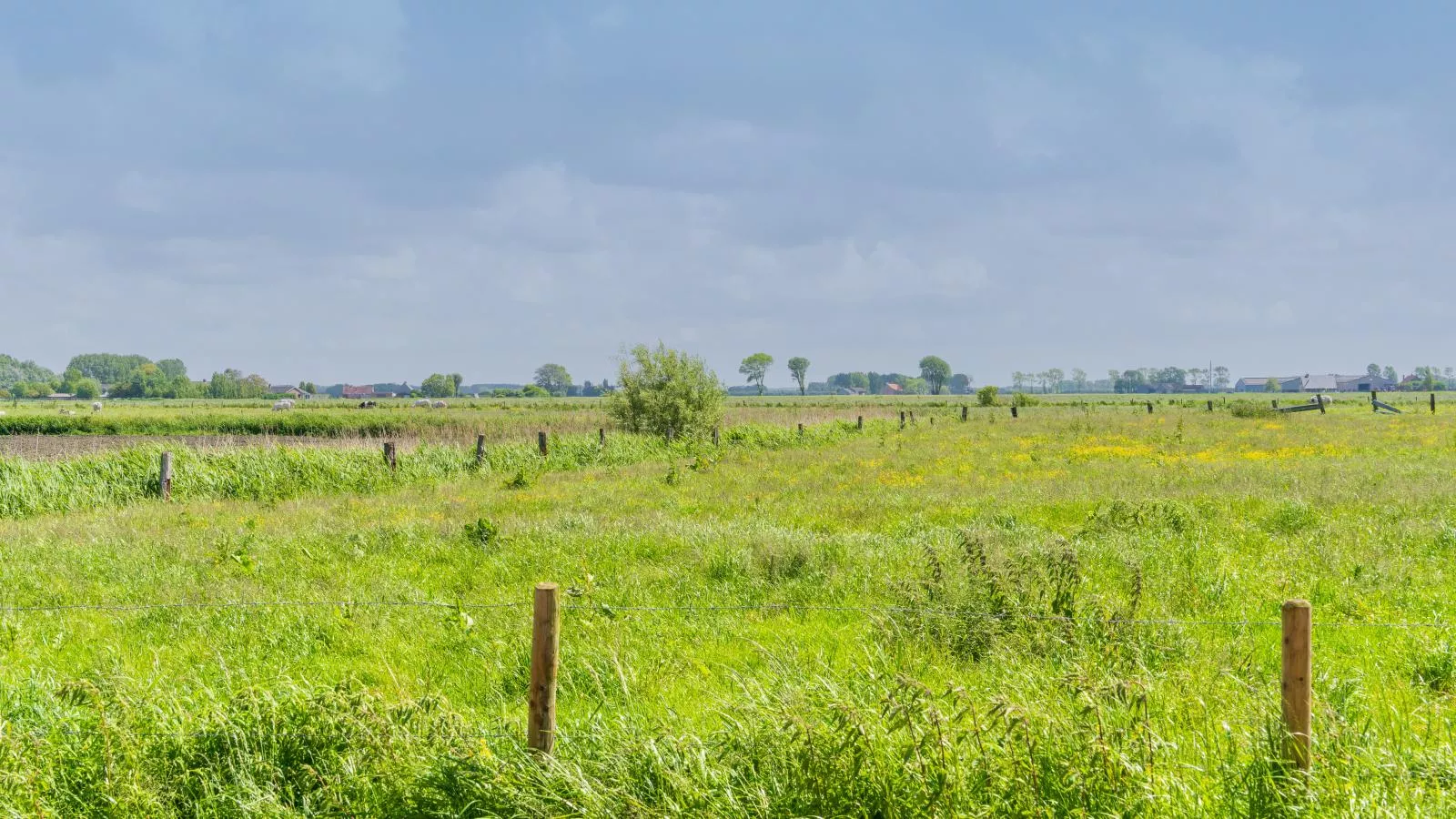 Meeuwenoord-Areas summer 1km